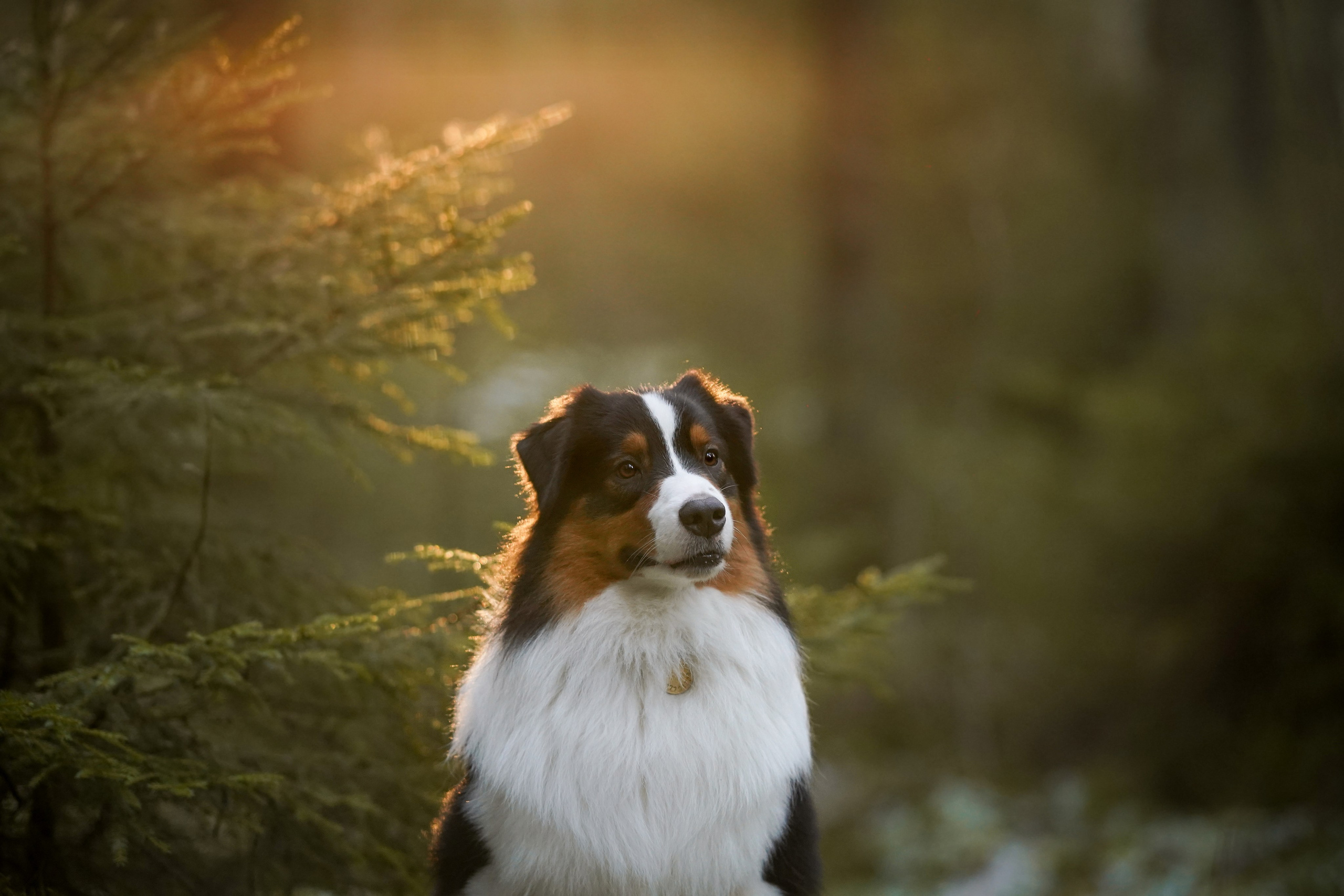 Бэст Айла и Панда. Фотограф-анималист в Санкт-Петербурге Яна Мартынова