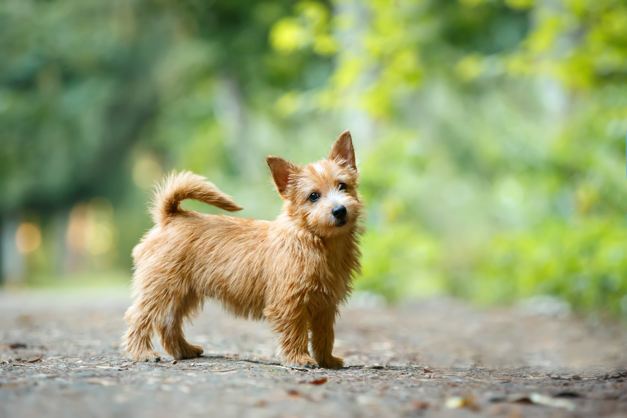 Фотосъёмки щенков. Фотограф-анималист Natalia Deingel | Фотосъемка собак в Москве