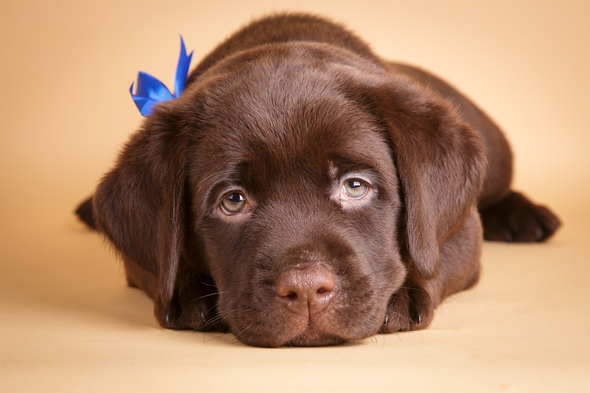 Фотосъёмки щенков. Фотограф-анималист Natalia Deingel | Фотосъемка собак в Москве