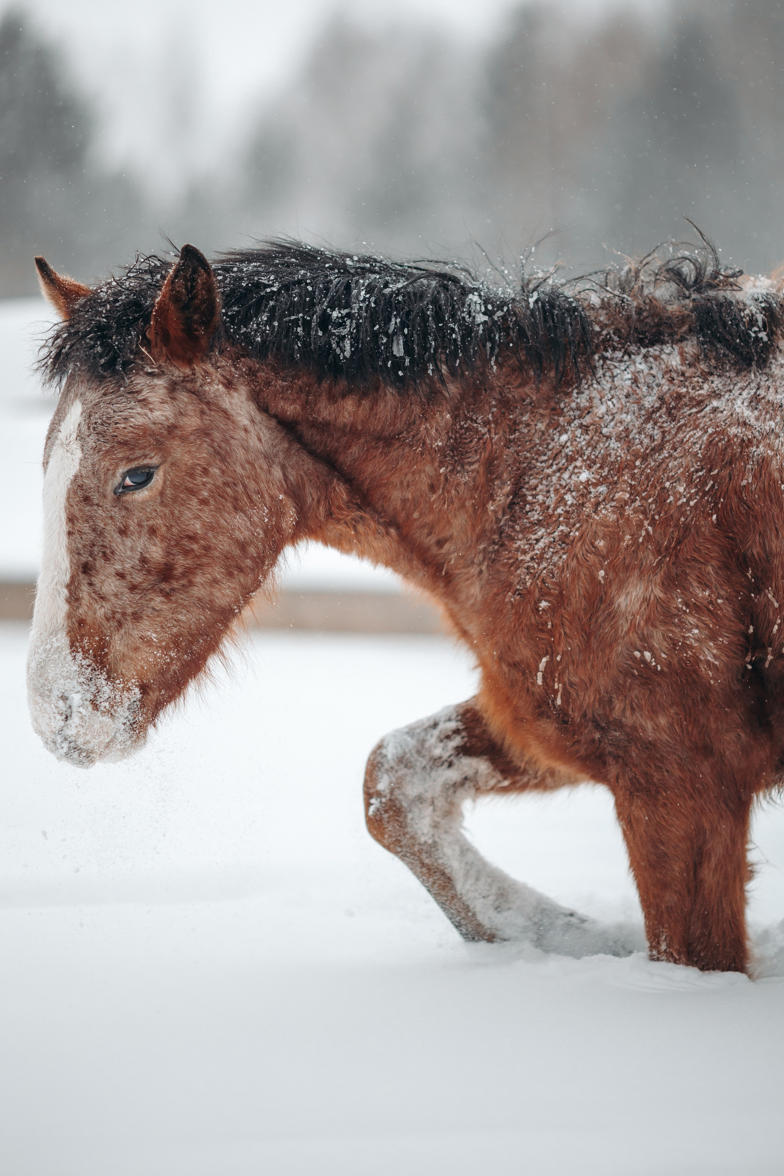 Яблоки на снегу. Анна Молчанова конный фотограф в Тюмени | фотосессии с лошадьми Тюмень