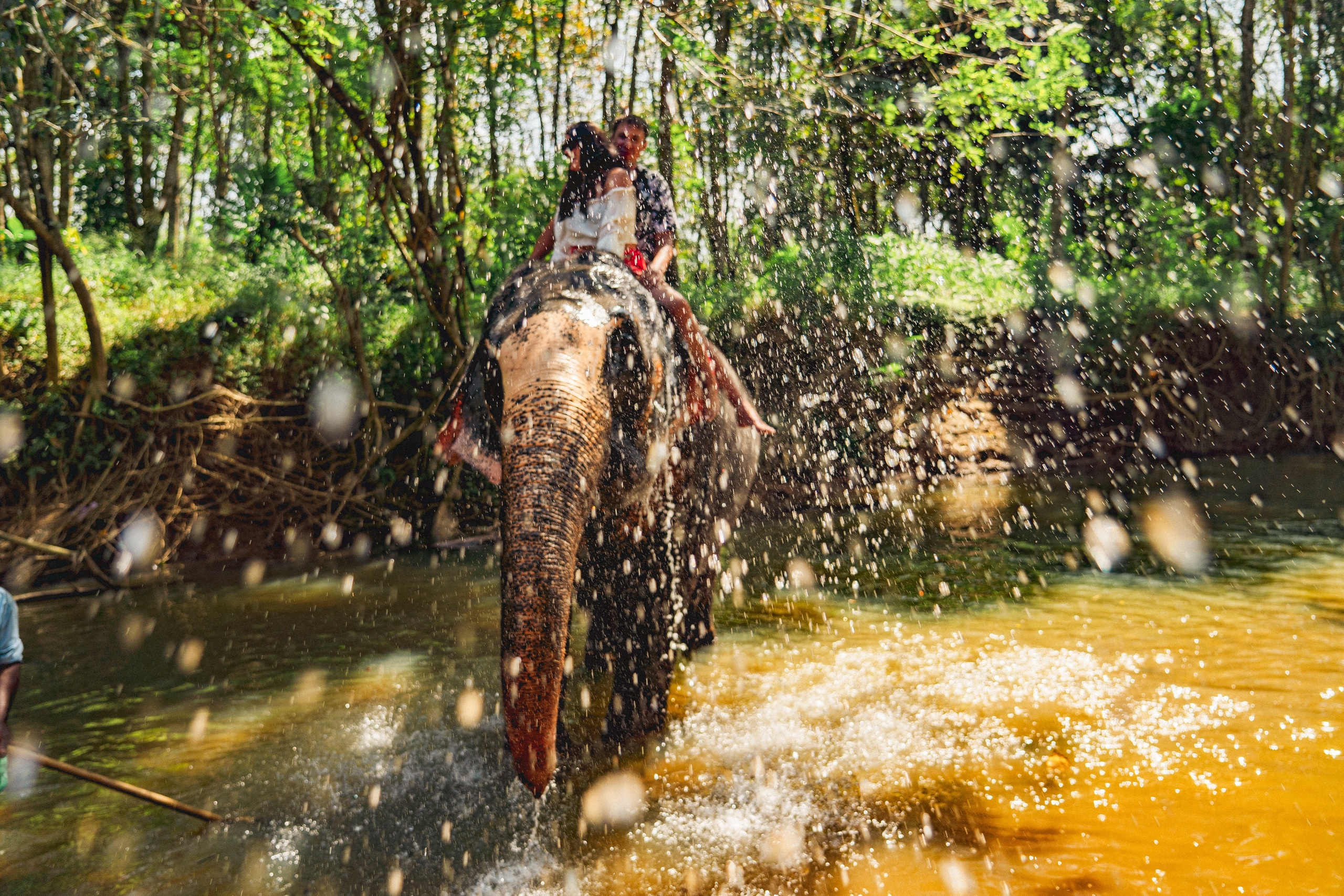 Bathing with elephants in Pinnawala, Botanical Garden