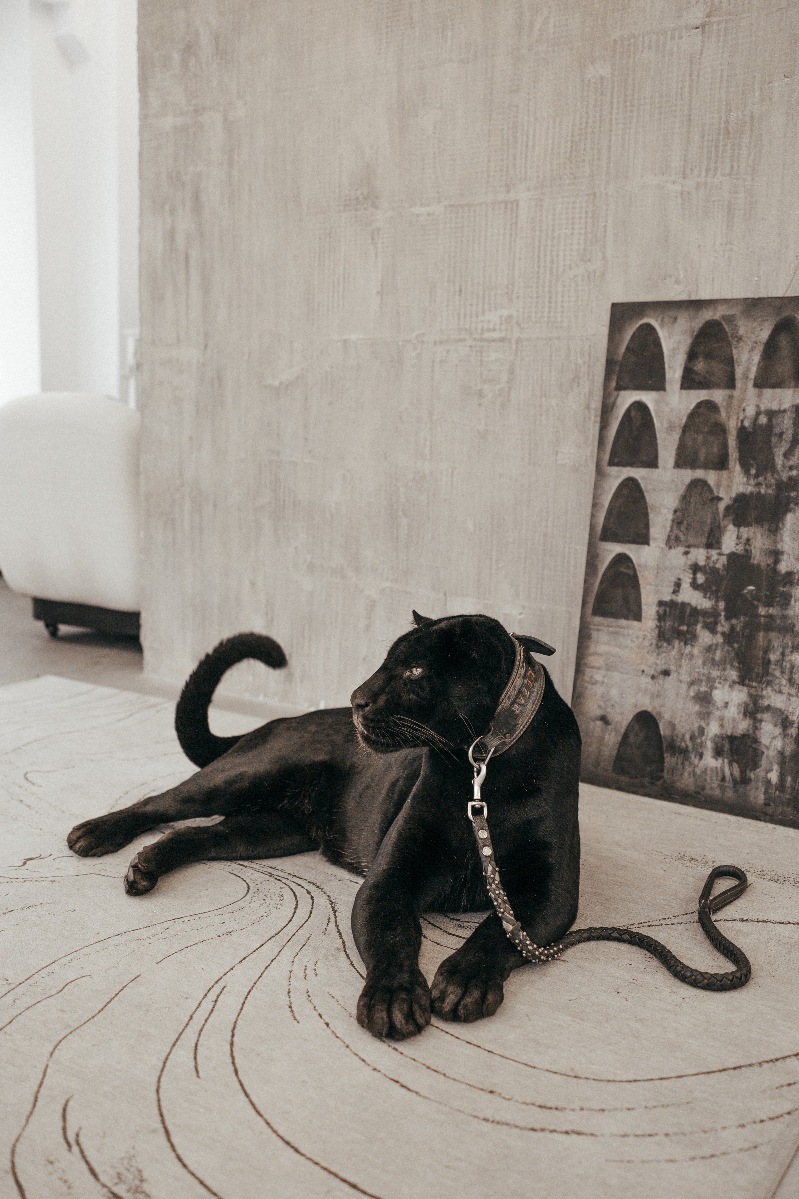 Съёмка с пантерой. Женский и семейный фотограф в Москве Ирина Вертебная