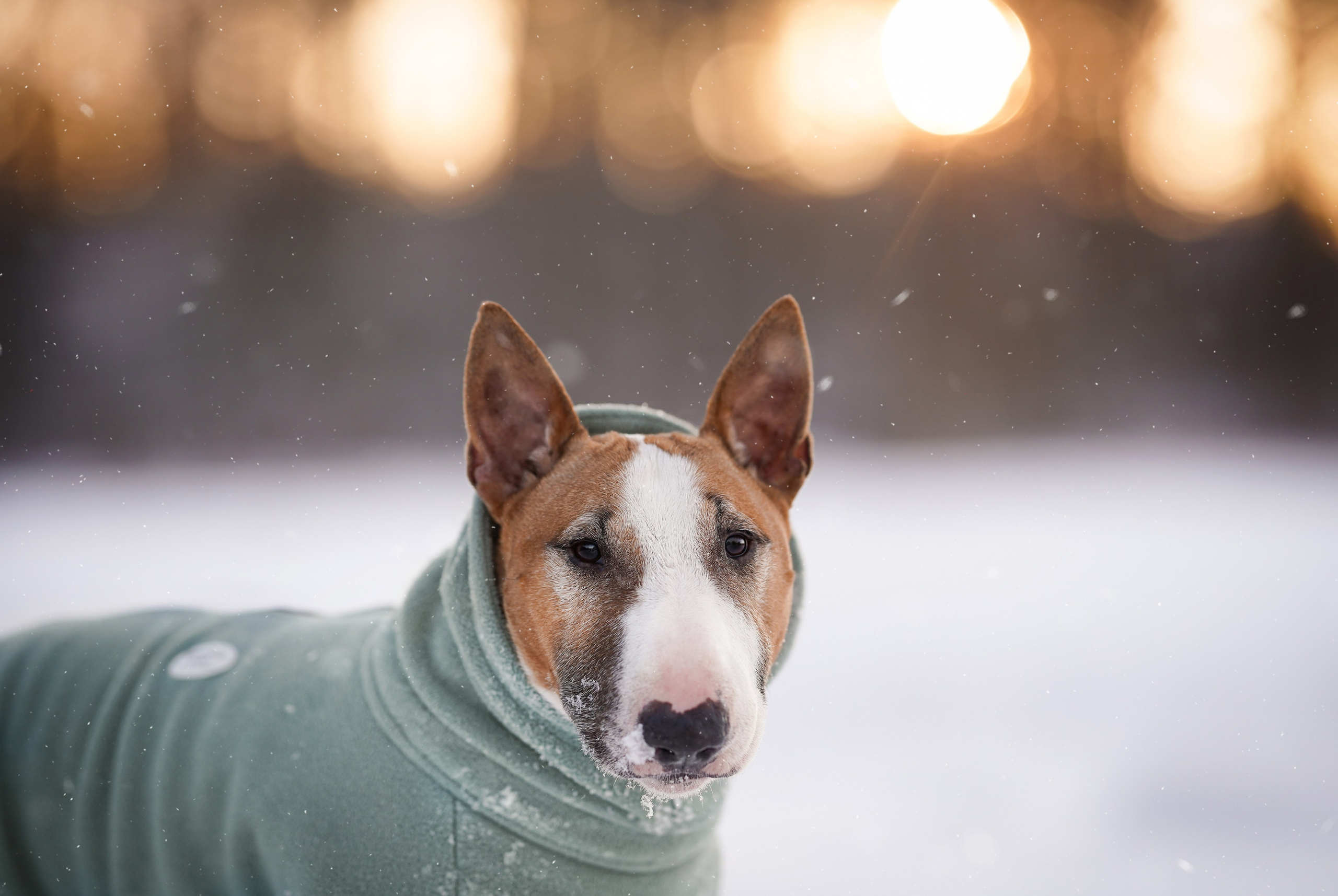 Панда и Юни Карелия. Фотограф-анималист в Санкт-Петербурге Яна Мартынова
