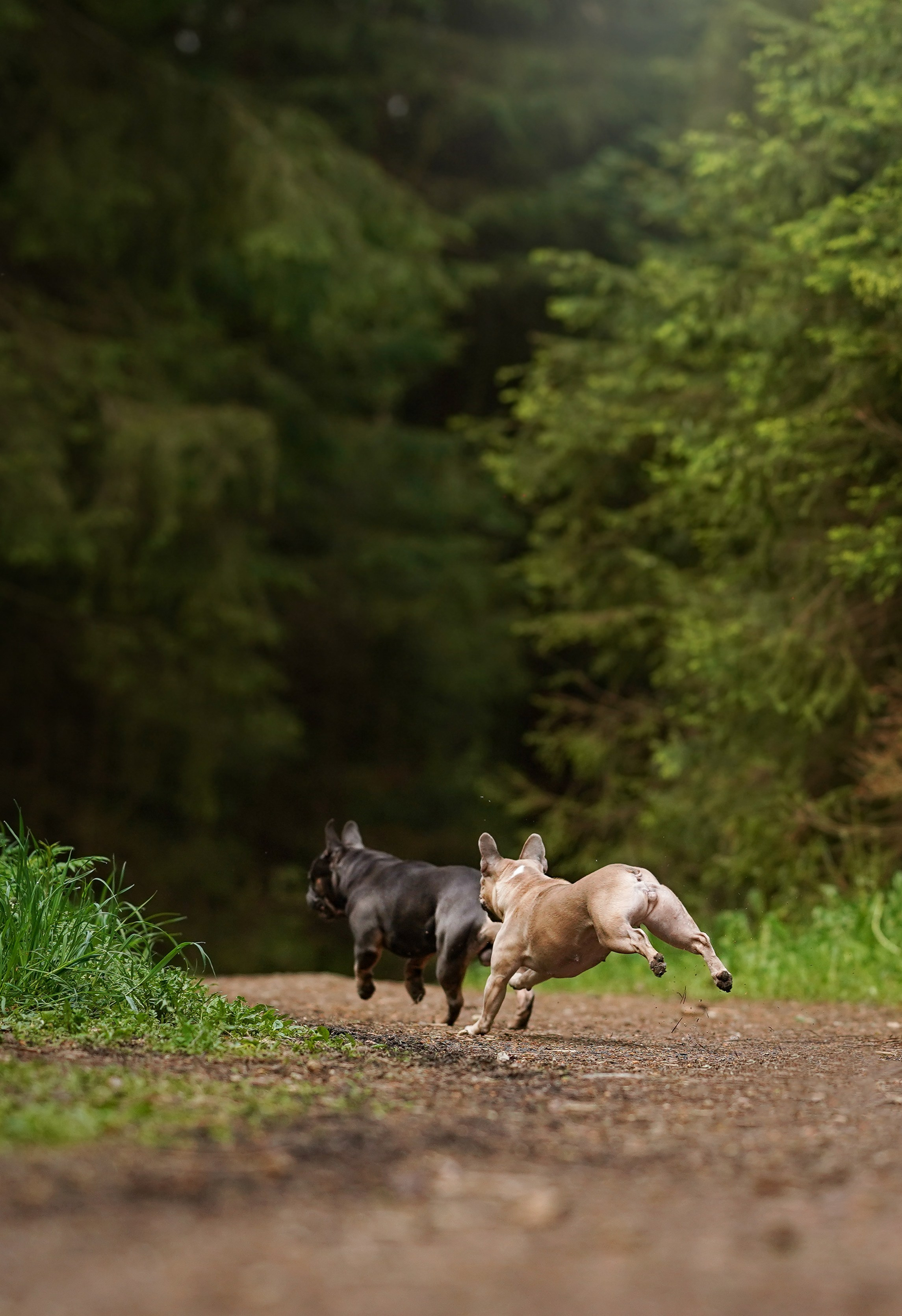 Юлия Петя и Моника. Фотограф-анималист в Санкт-Петербурге Яна Мартынова