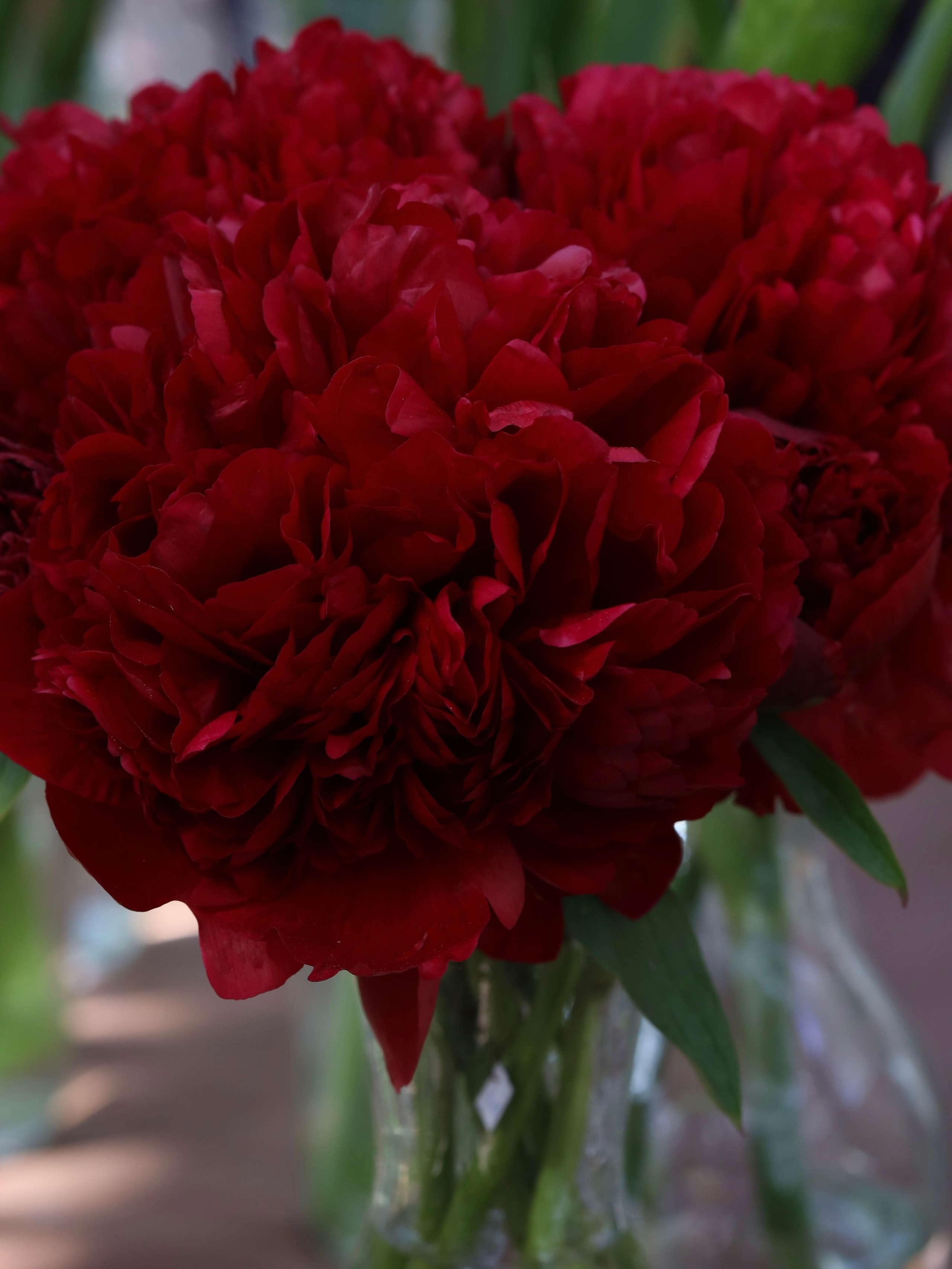 Фестиваль пионов и ирисов в Аптекарском огороде — июнь 2023. Фотосессии и репортаж — Фотограф в Москве — Рина Серёгина