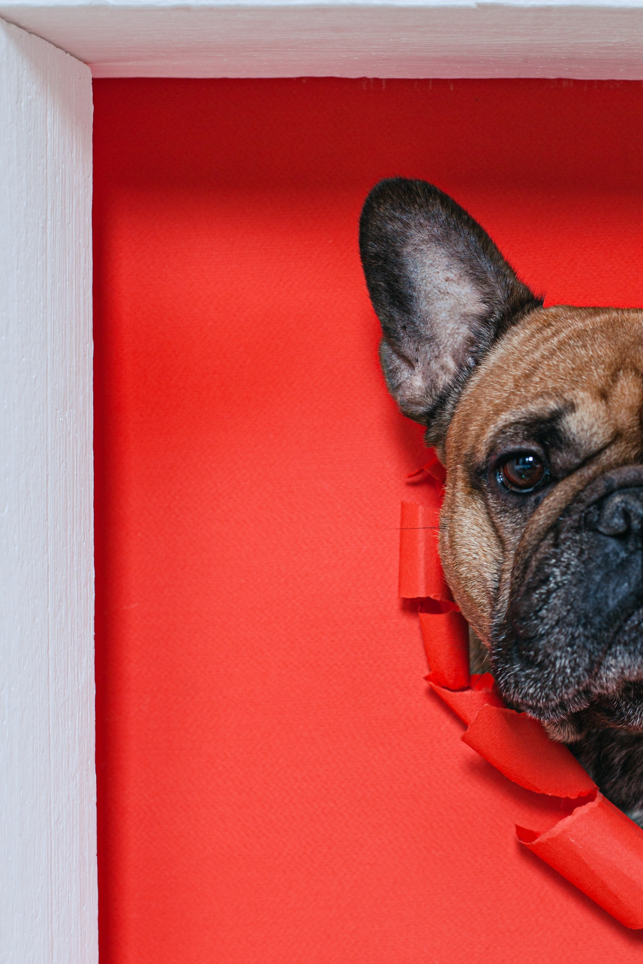 Пижамная вечеринка французских бульдогов и их хозяев. Фотограф-анималист Татьяна Степанова