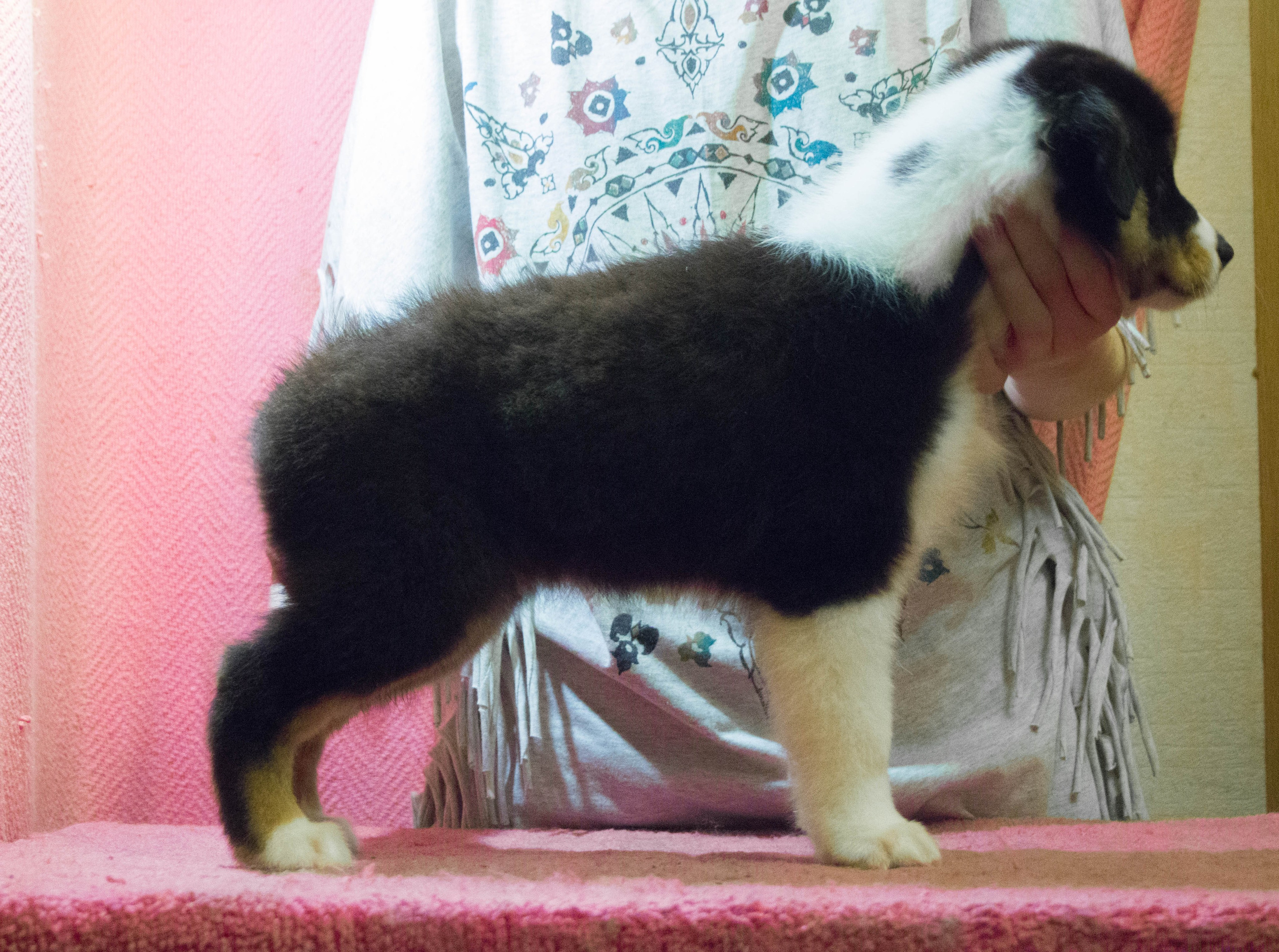 Рем. BLGKV питомник собак