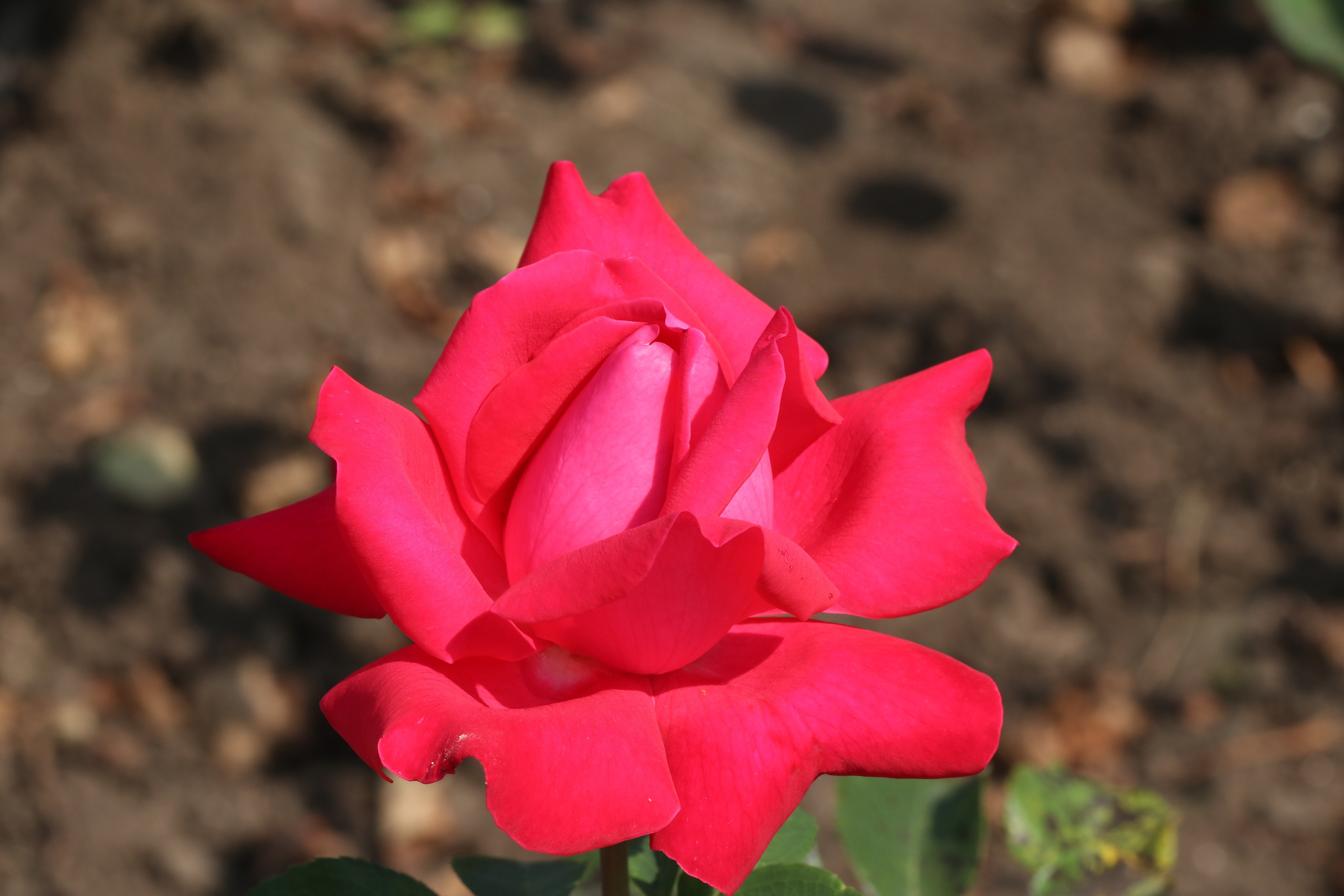 Долина роз в Кисловодске. Фото-художник и Репортажный фотограф Николаев Александр Алексеевич