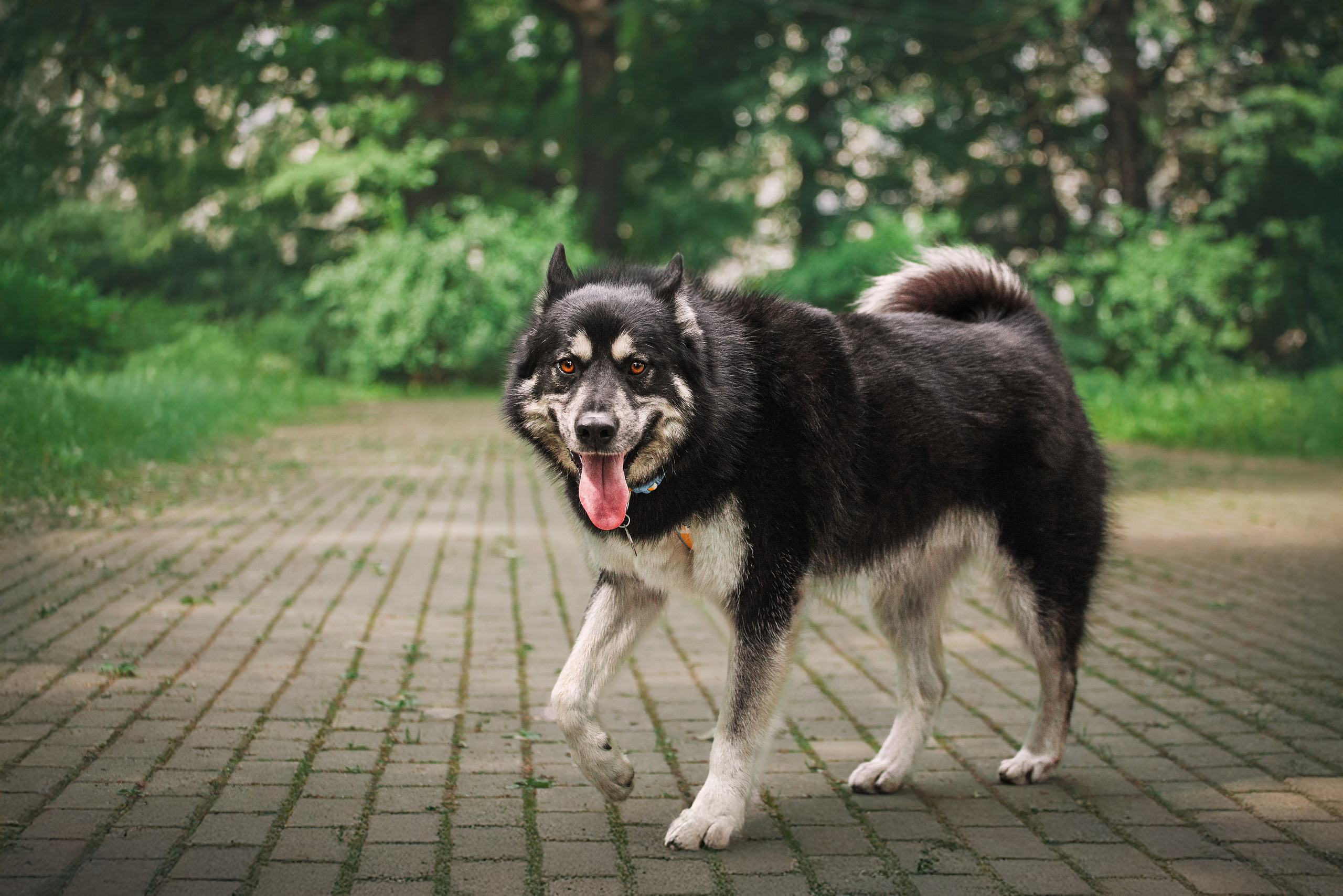 Собаки из приюта Дубовая роща лето 2025. Фотограф-анималист Татьяна Степанова