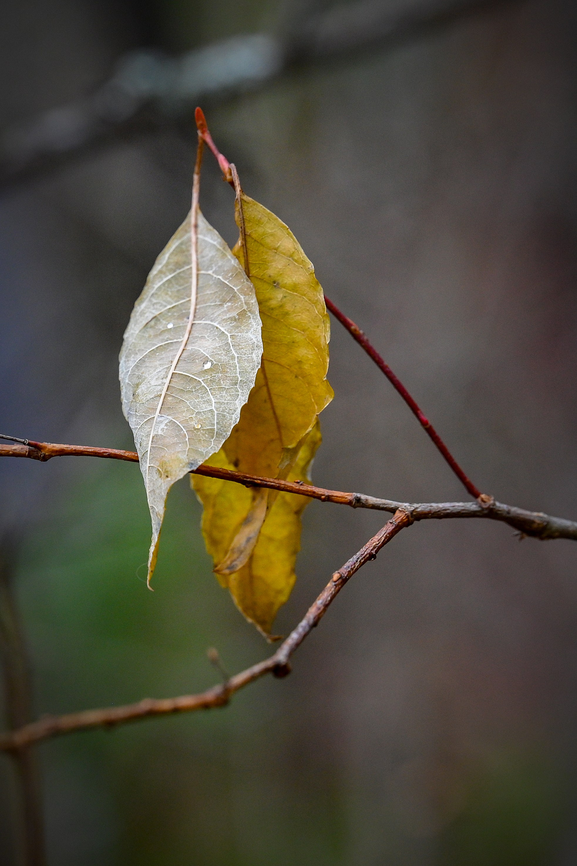 Осень. FotoGraf