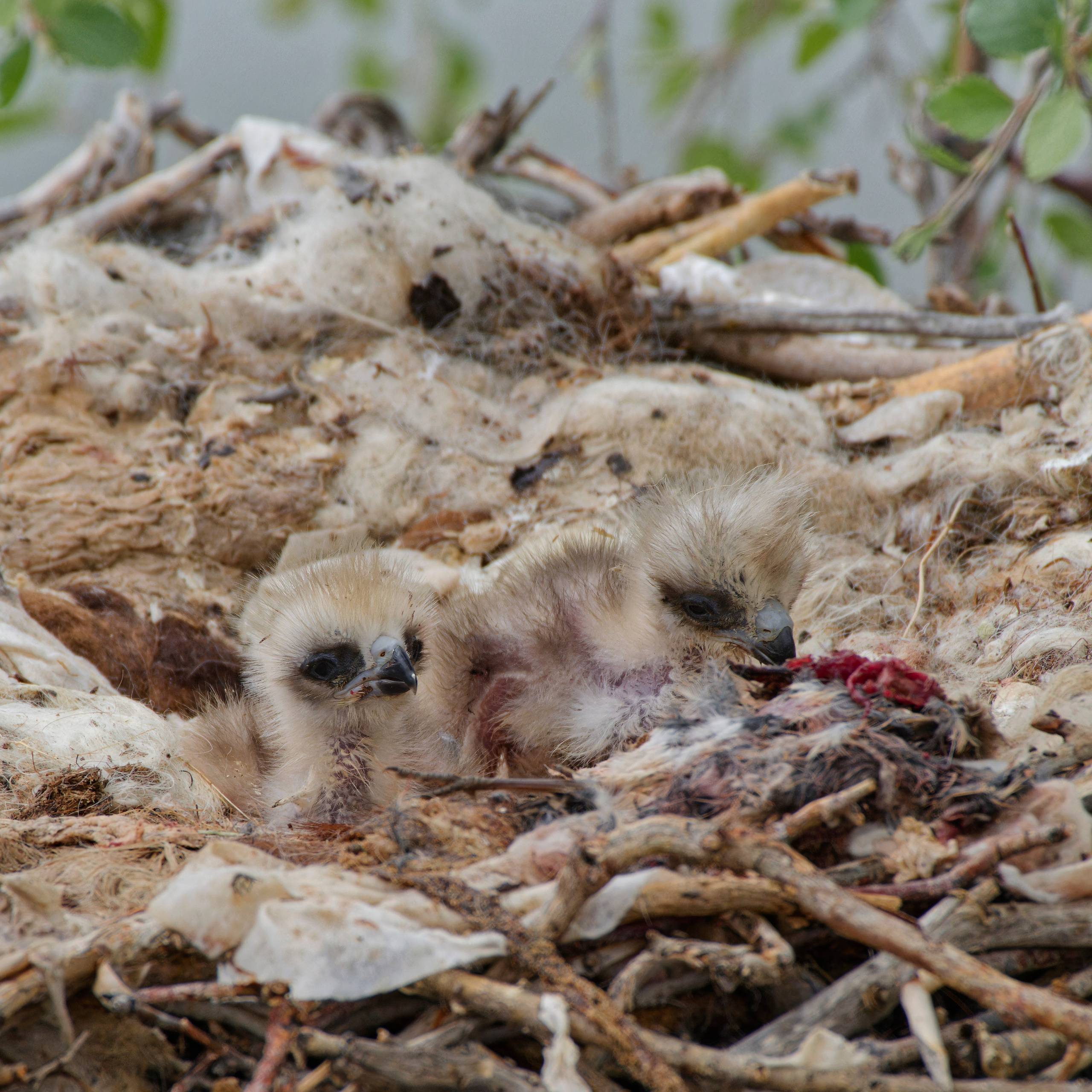 Черный коршун, птенцы