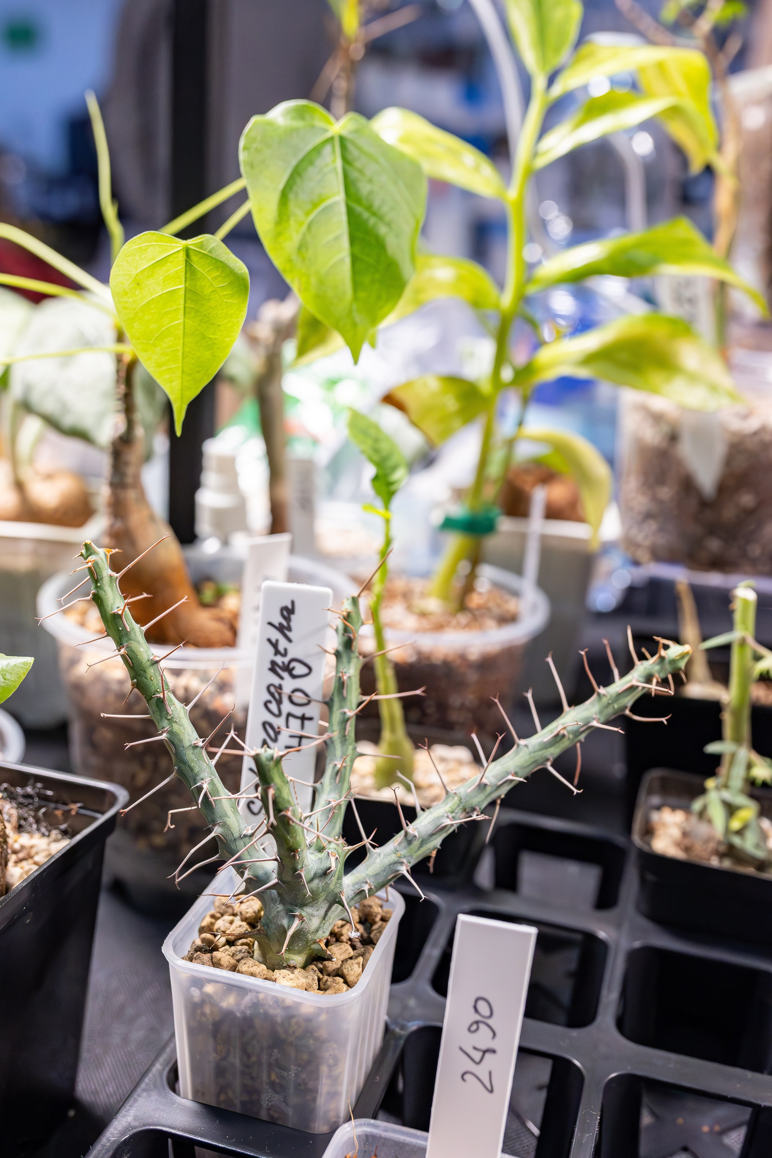 Монстериум апрель 2026. Александра Куликова фотограф, Москва