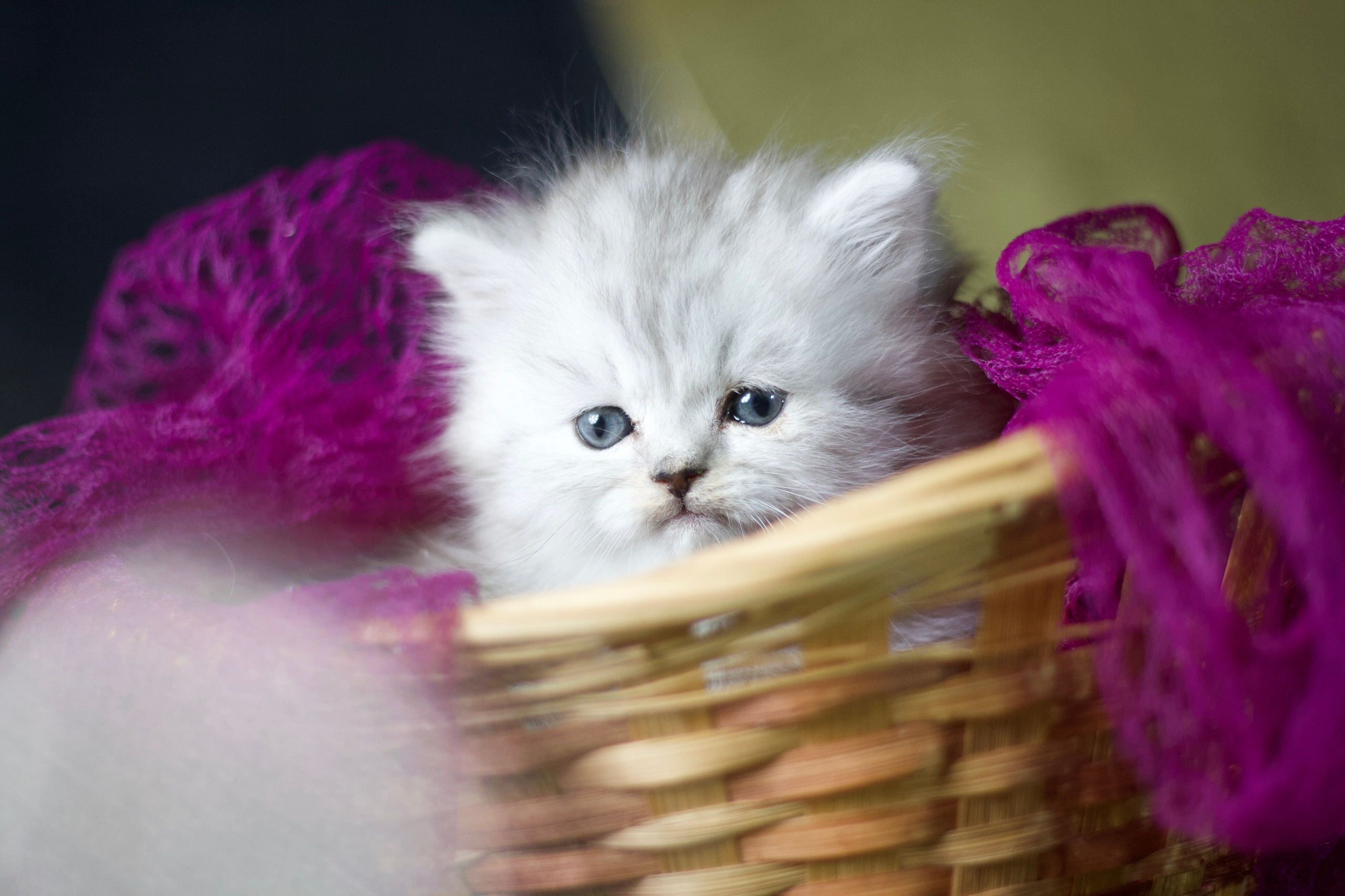 Кошачьи фотосессии. Художественный фотограф в Санкт-Петербурге Елизавета Чева