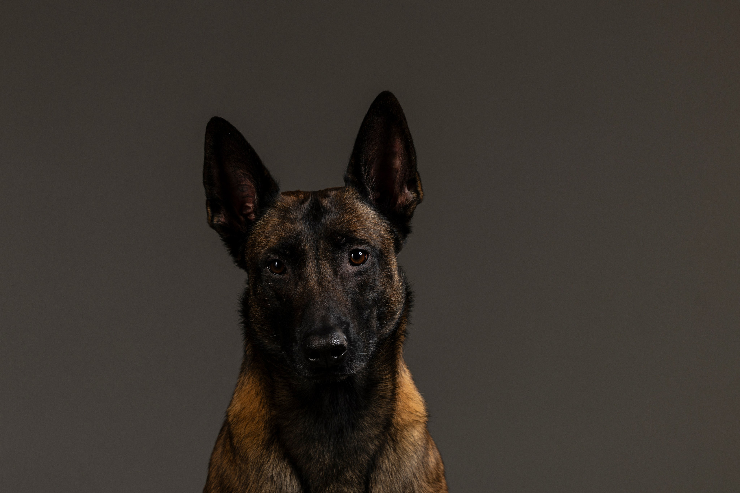 Студия. Фотограф-анималист Анна Маринич