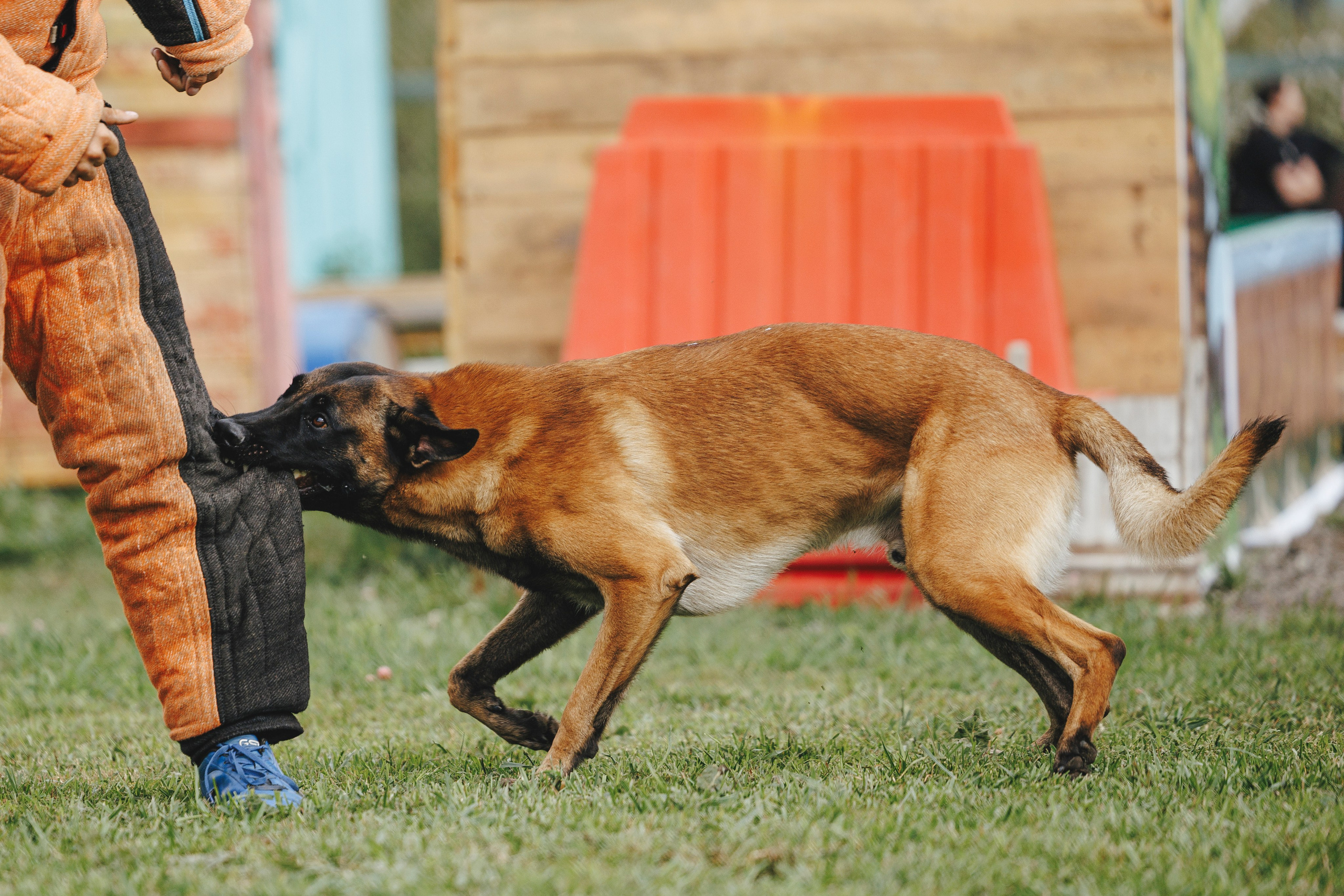 08.08.25-10.08.25 ЧР по мондьорингу г. Вологда. Фотограф-анималист Анна Маринич