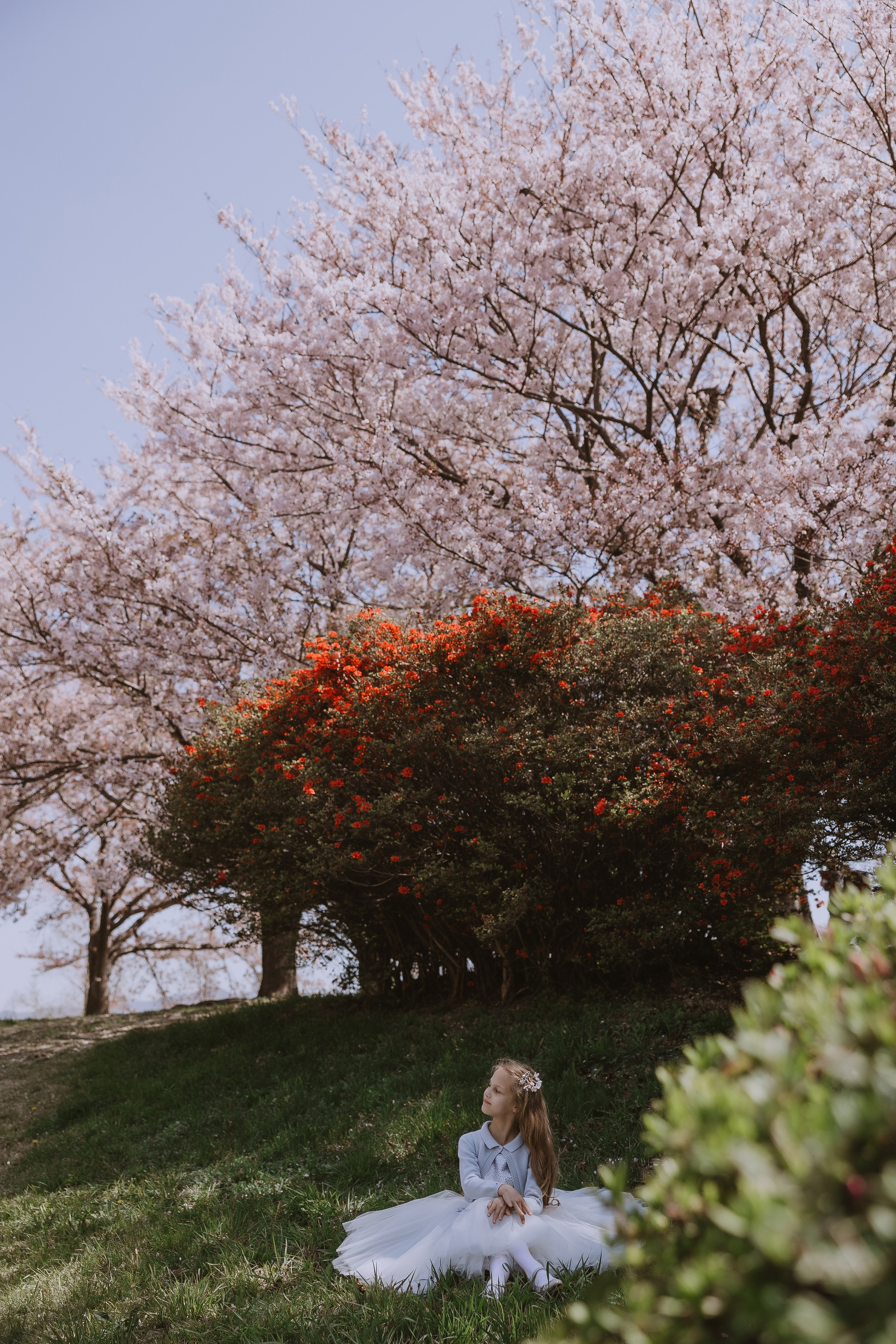 Beautiful girl at a photo shoot with sakura in Korea, Busan. Your photographer in Busan (South Korea) Aleksandra Anufriy