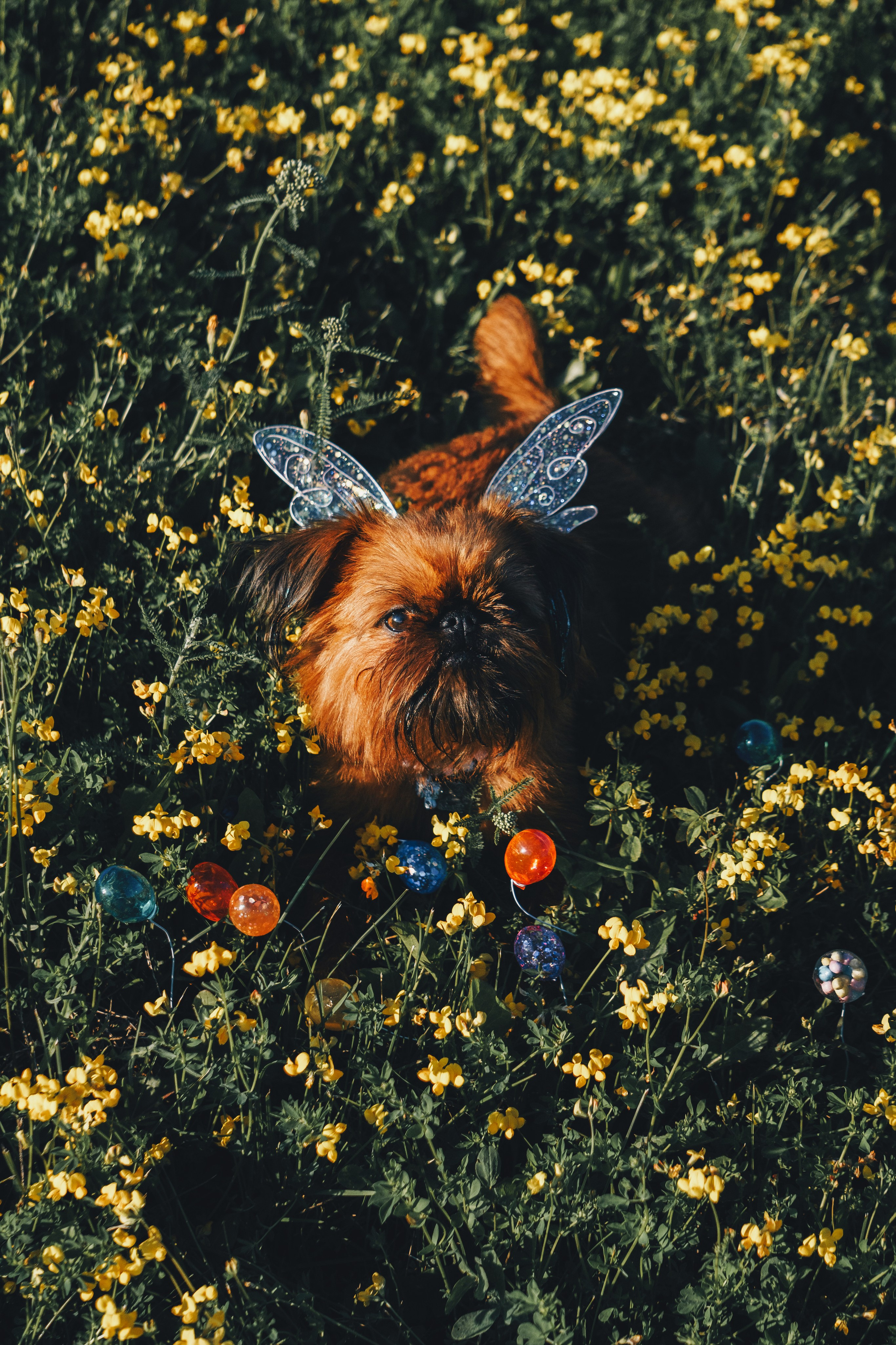 Катя и Яшма. Фотограф-анималист Ксения Воробьева, Москва