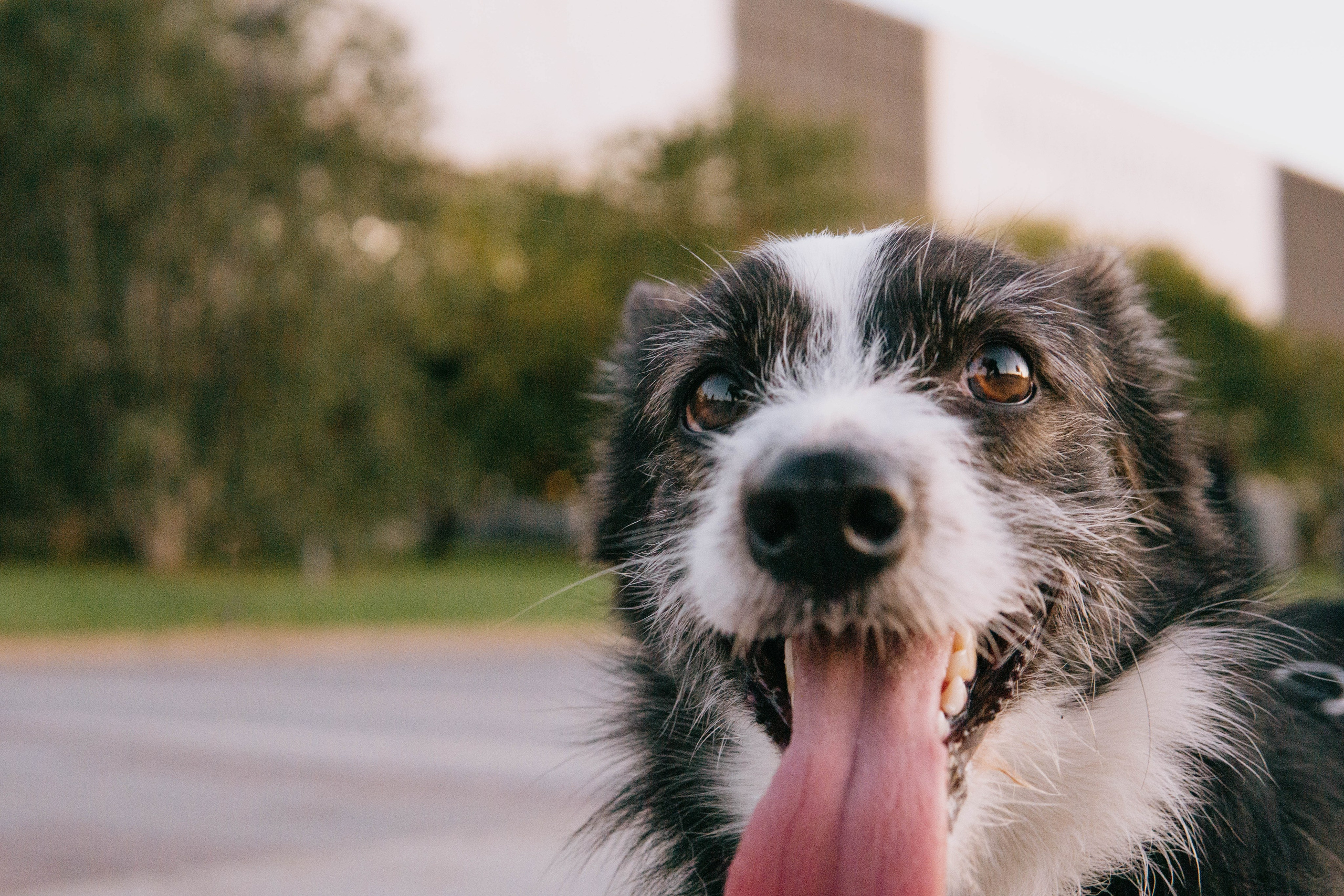 Даша и Тюбик. Фотограф-анималист Ксения Воробьева, Москва