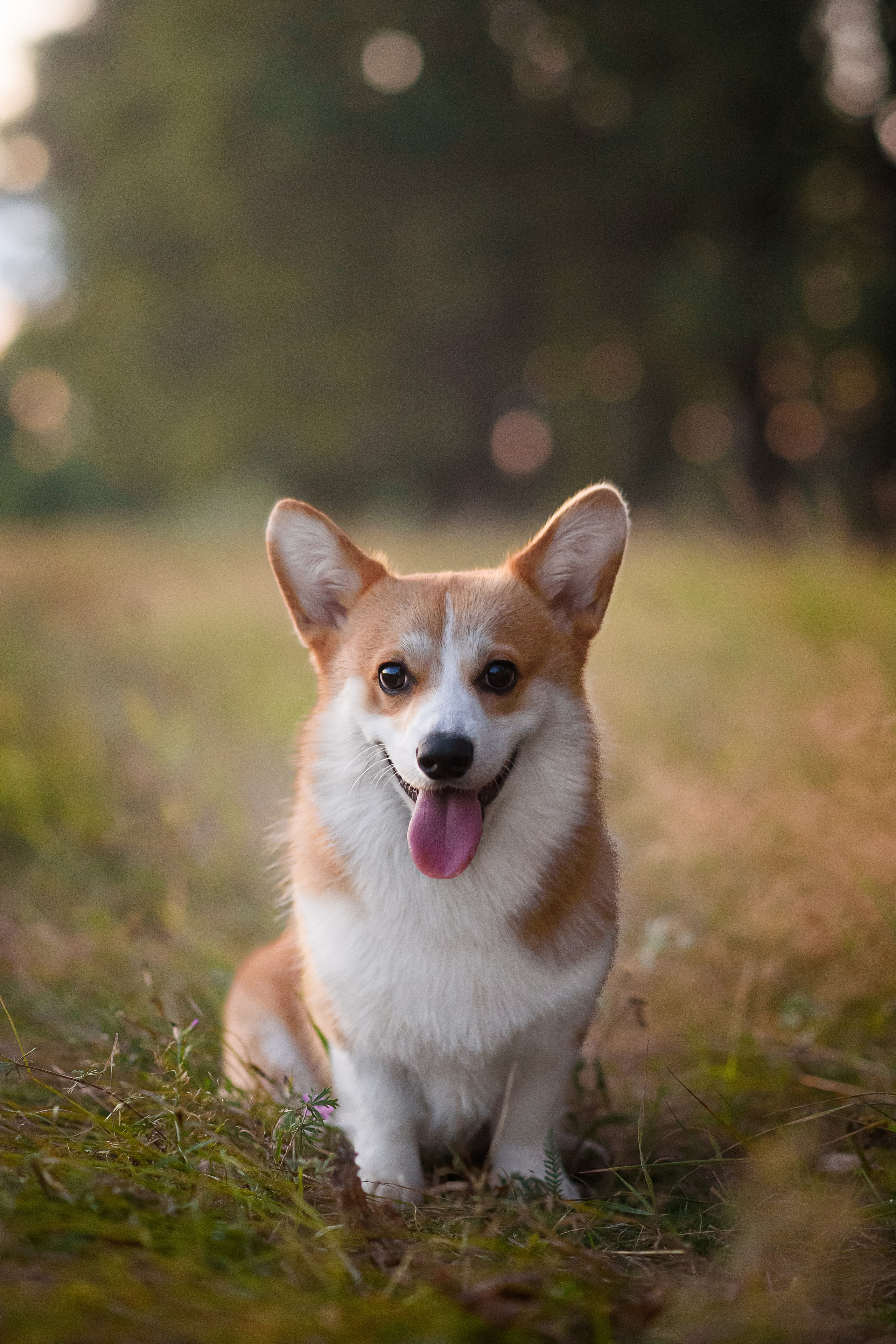 Сережа, Вика и Феня — 25.07.2024. Фотограф — Анималист | Анна Абрамова