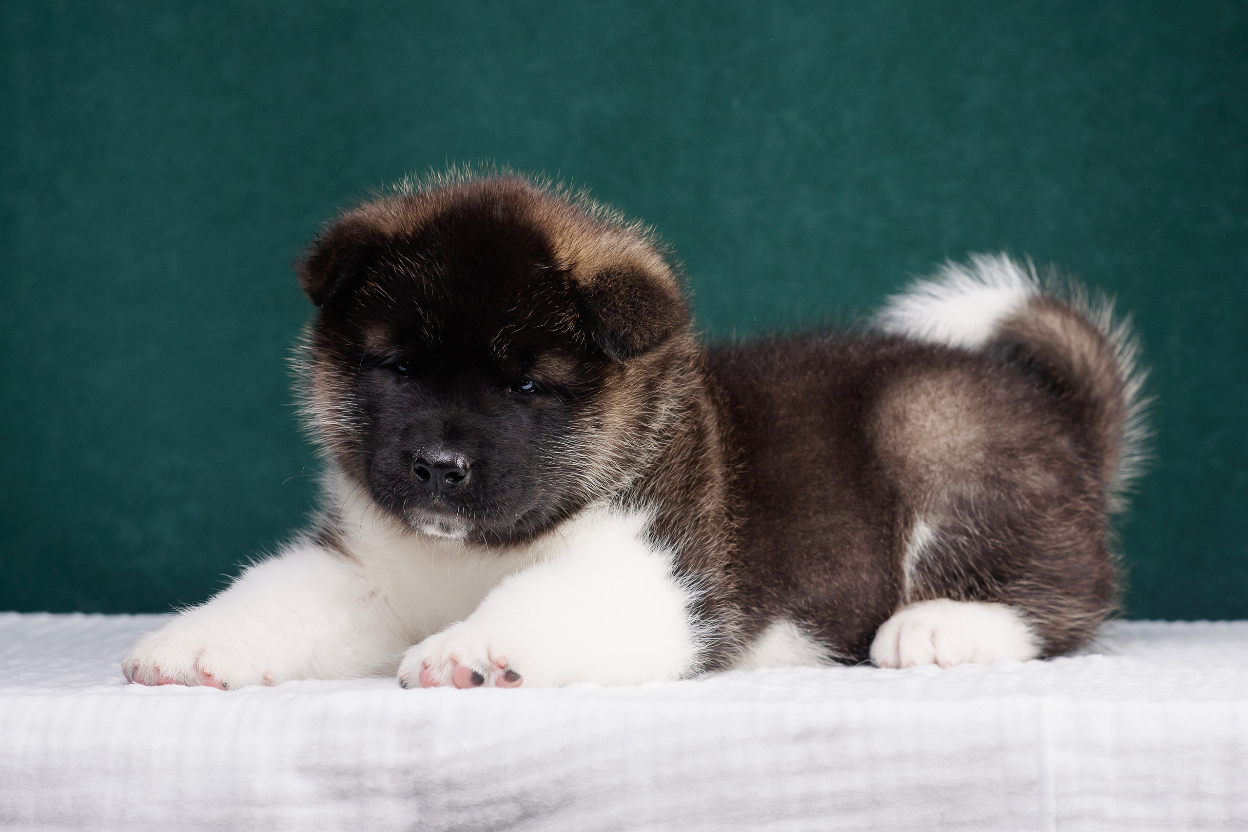 Щенки Американской Акиты. Фотограф — Анималист | Анна Абрамова