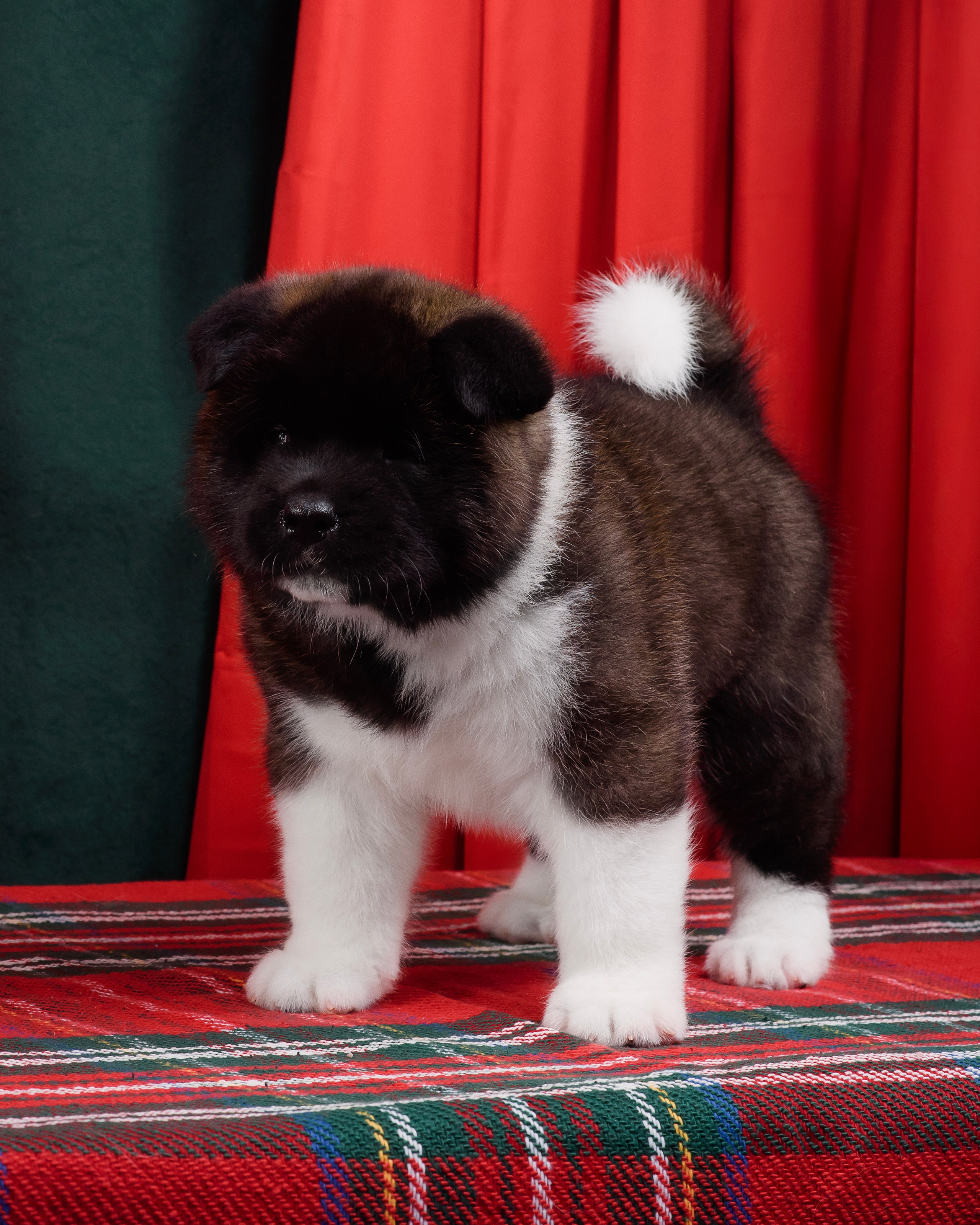 Щенки Американской Акиты. Фотограф — Анималист | Анна Абрамова