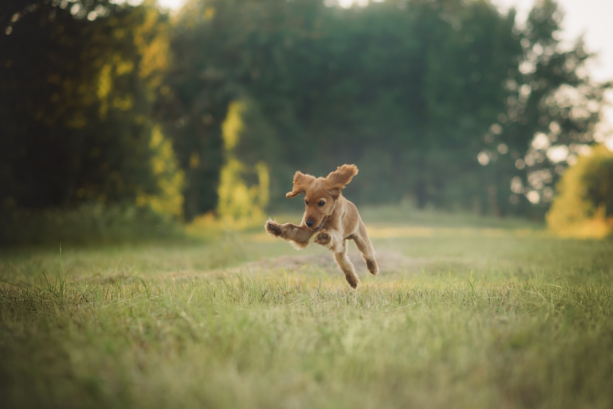 Наташа, Агата, Назар и Август — 17.07.2025. Фотограф — Анималист | Анна Абрамова
