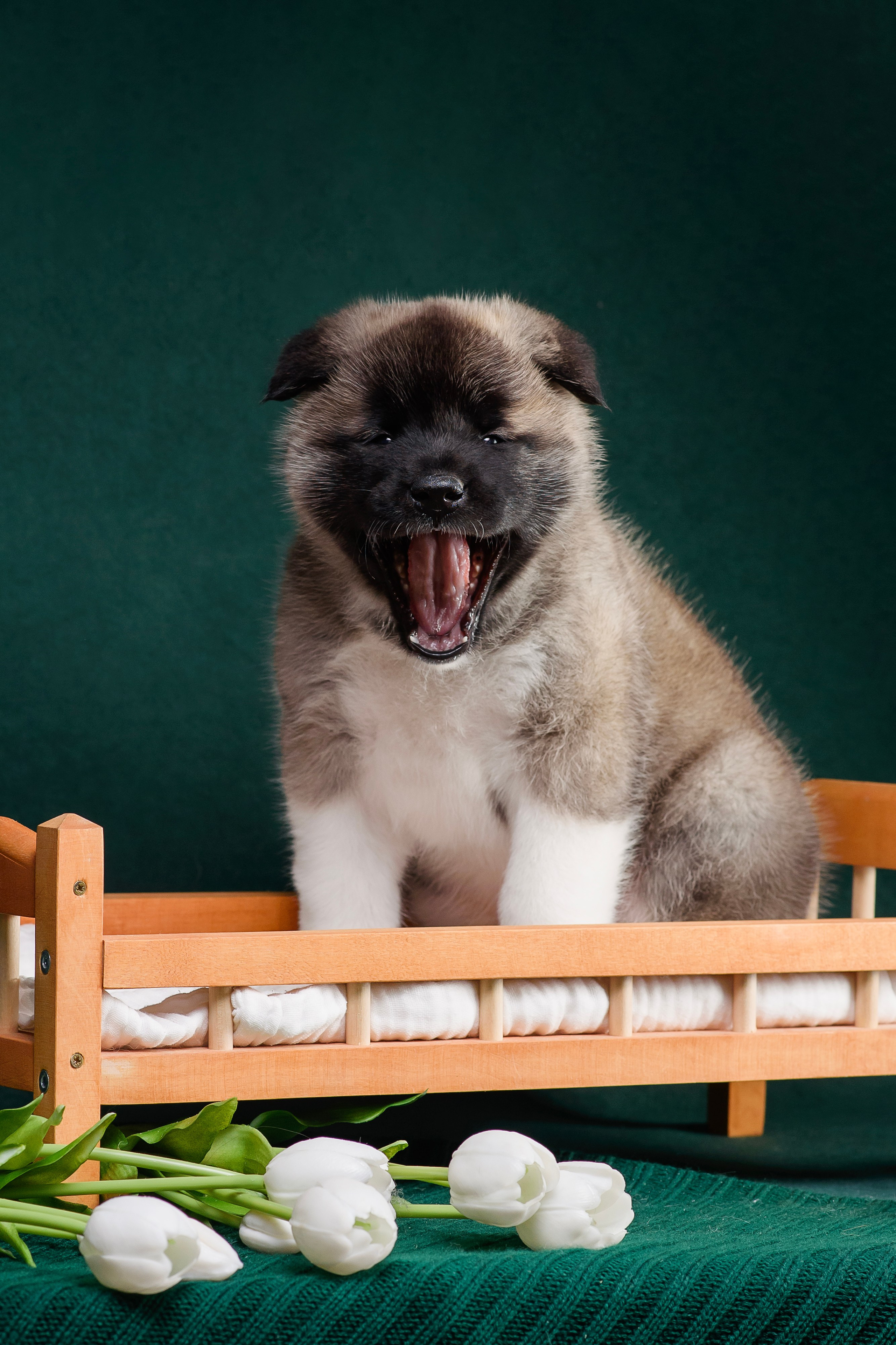 Щенки Американской Акиты. Фотограф — Анималист | Анна Абрамова
