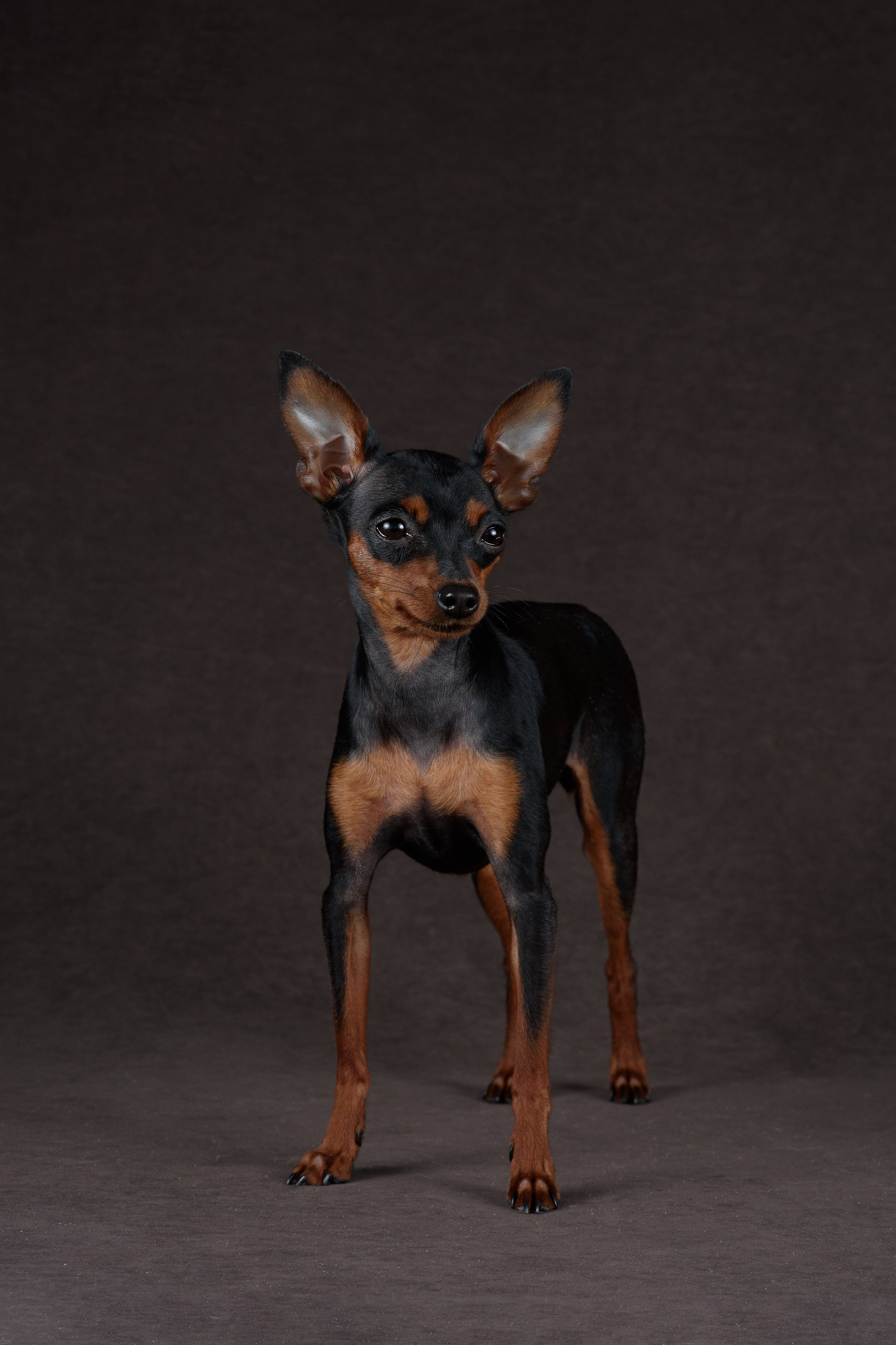 Пражский крысарик Лия — 15.03.2024. Фотограф — Анималист | Анна Абрамова