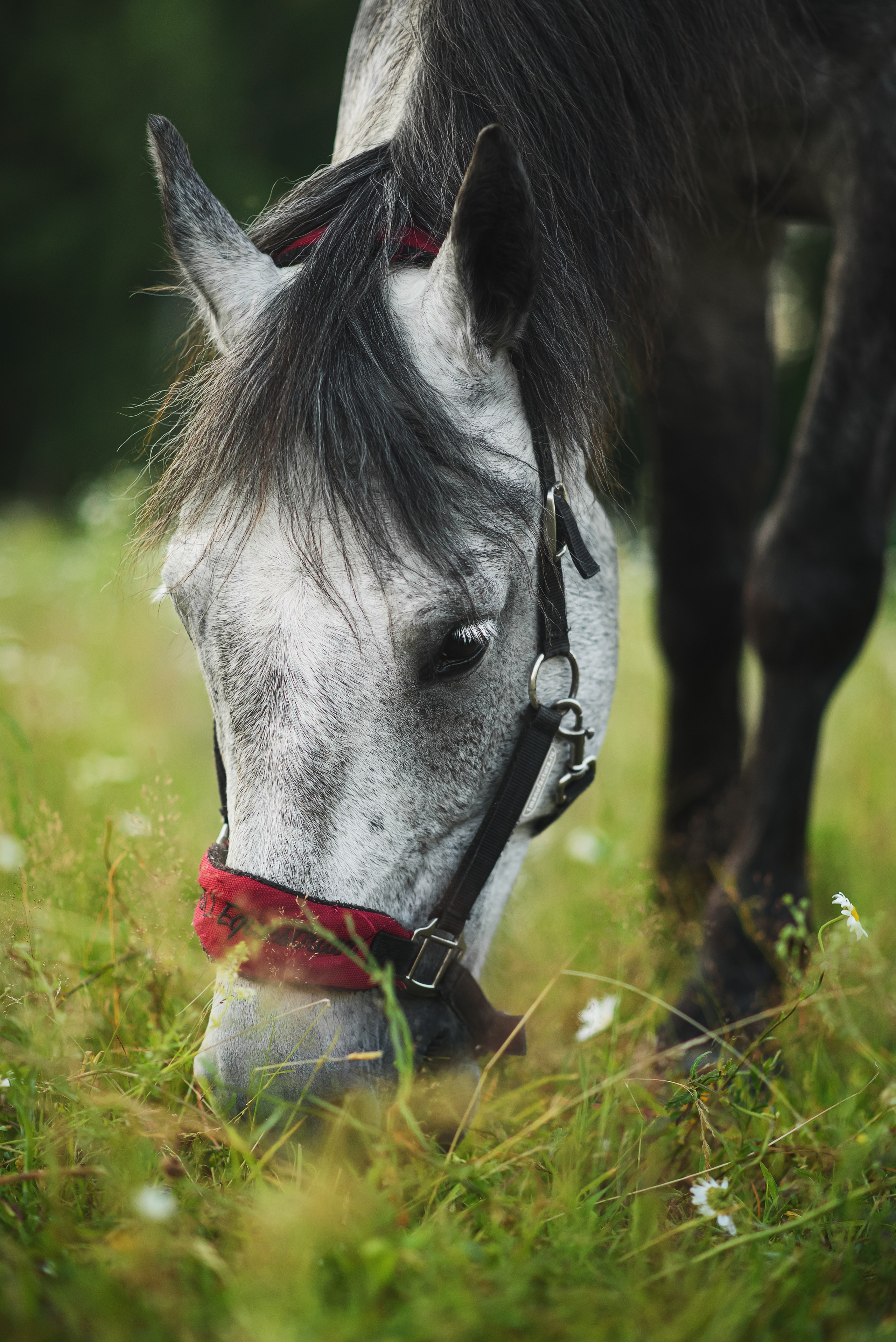Дакар и Рамина — 29.06.2024. Фотограф — Анималист | Анна Абрамова
