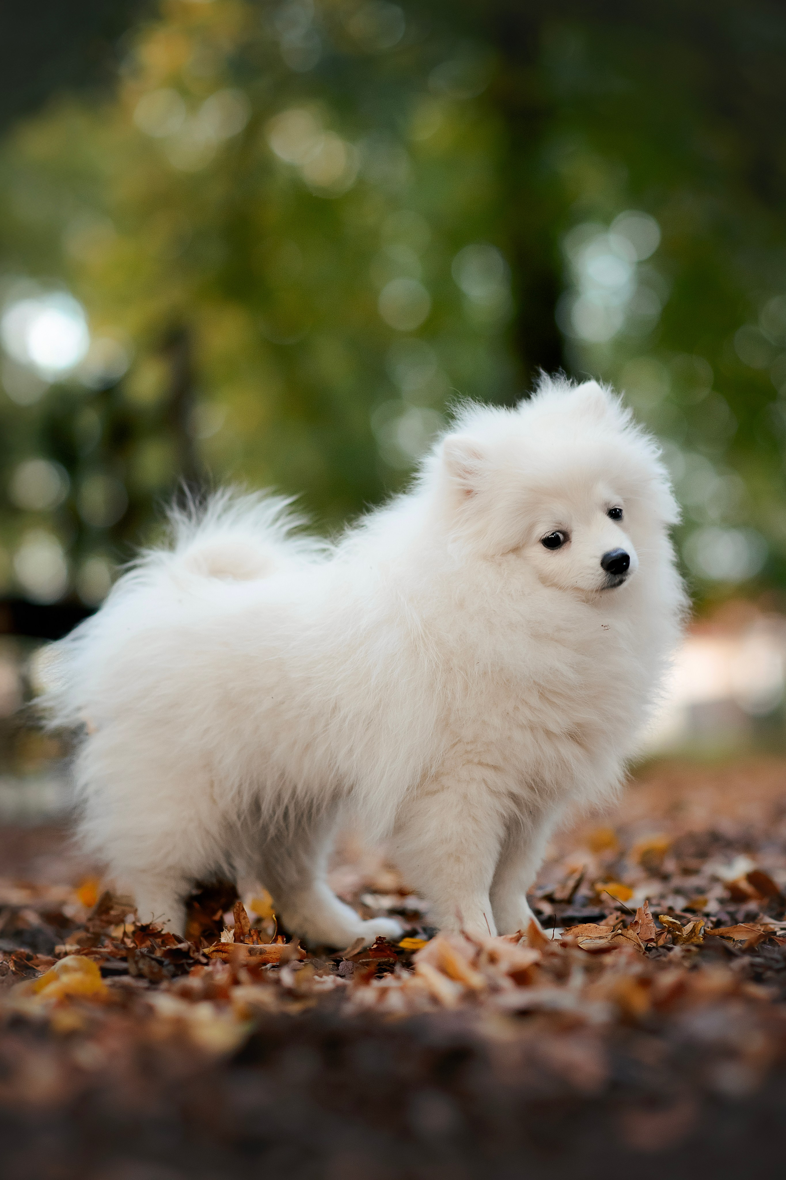 Малый немецкий шпиц — 18.09.2025. Фотограф — Анималист | Анна Абрамова