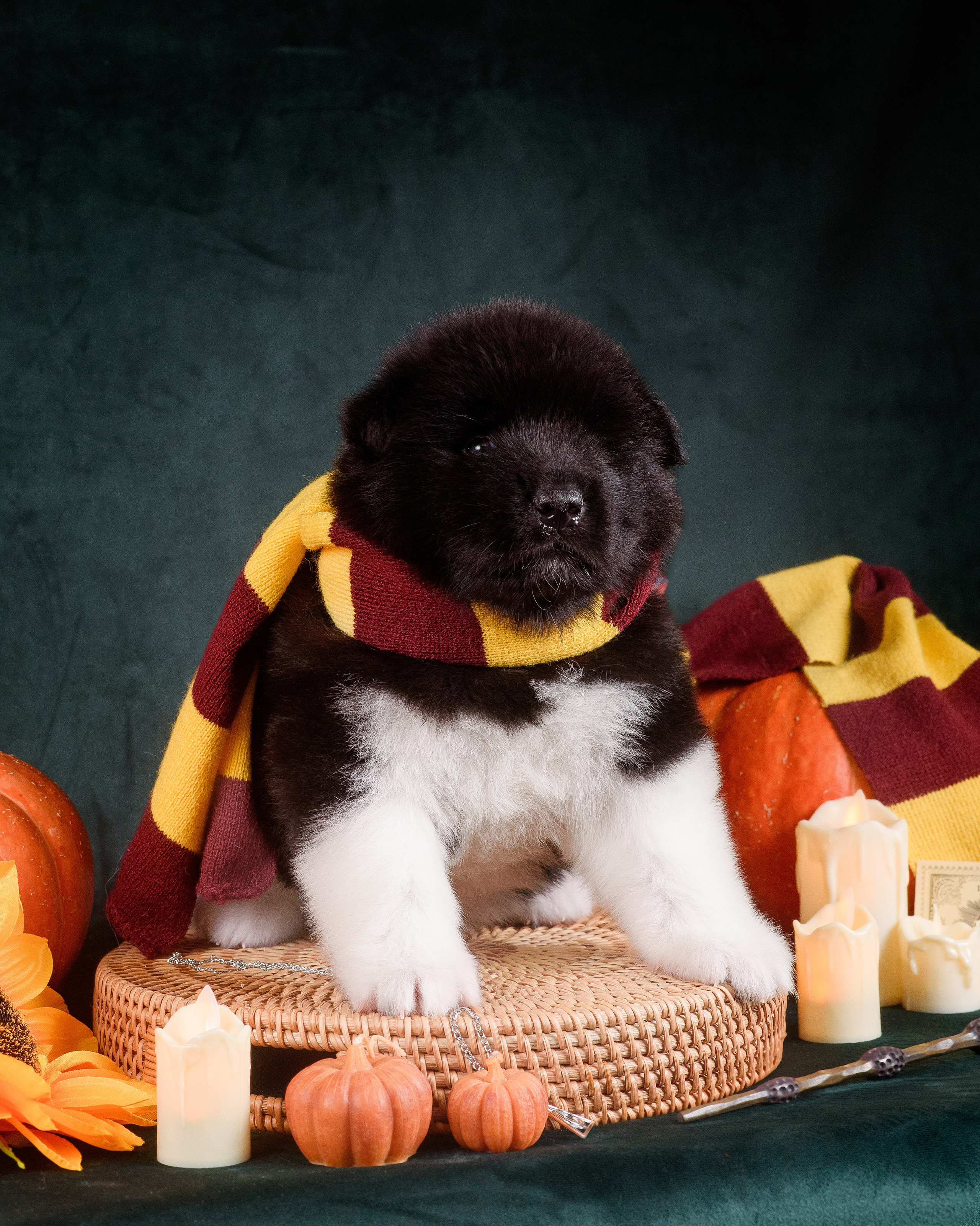 Щенки Американской Акиты — 04.11.2024. Фотограф — Анималист | Анна Абрамова