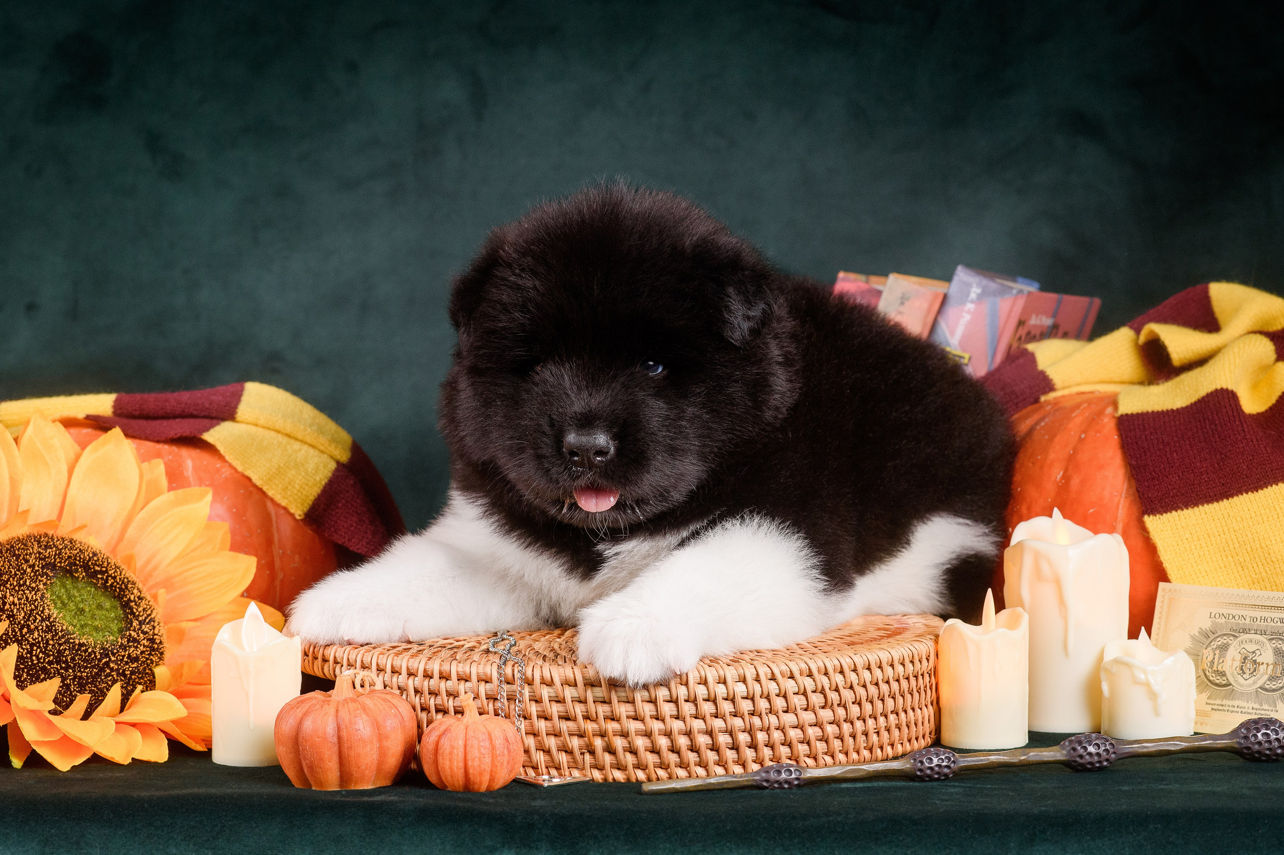 Щенки Американской Акиты — 04.11.2024. Фотограф — Анималист | Анна Абрамова