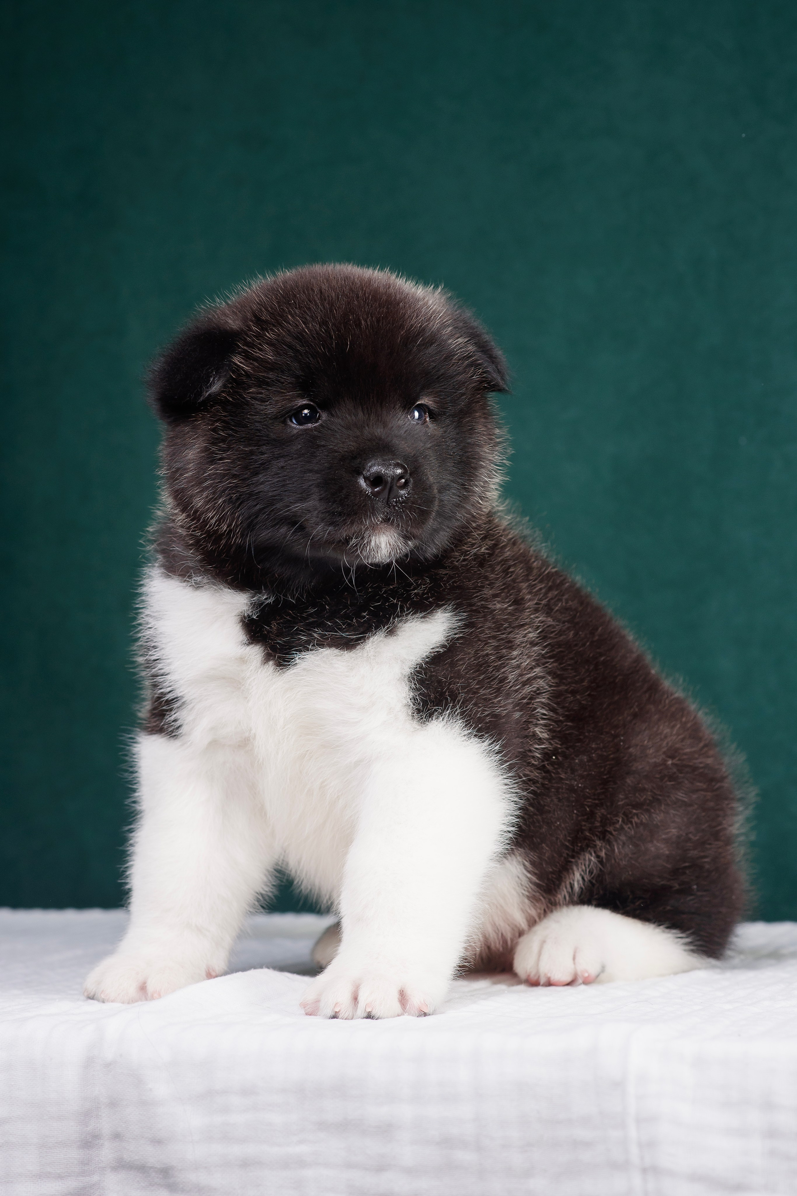 Щенки Американской Акиты. Фотограф — Анималист | Анна Абрамова