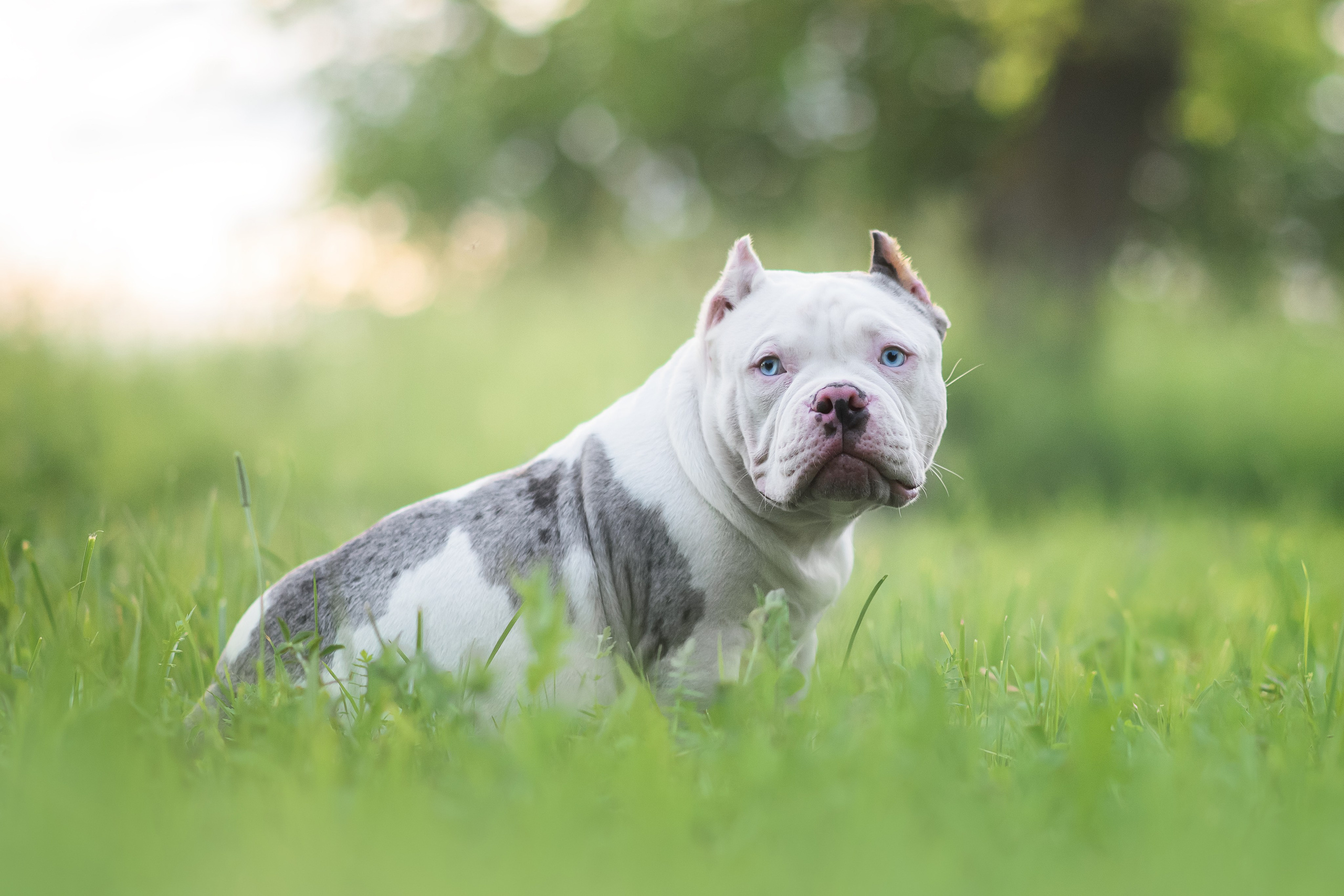 Щенки Американского Булли — 15.06.2024. Фотограф — Анималист | Анна Абрамова