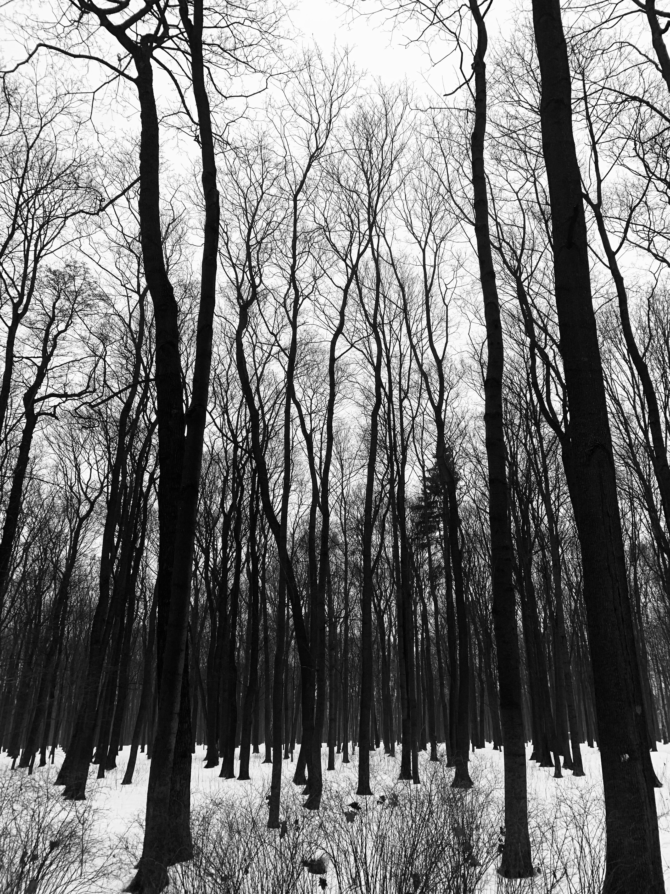 LESOTECHNICHESKII PARK. Свадебный фотограф в Санкт-Петербурге Илья Михеев