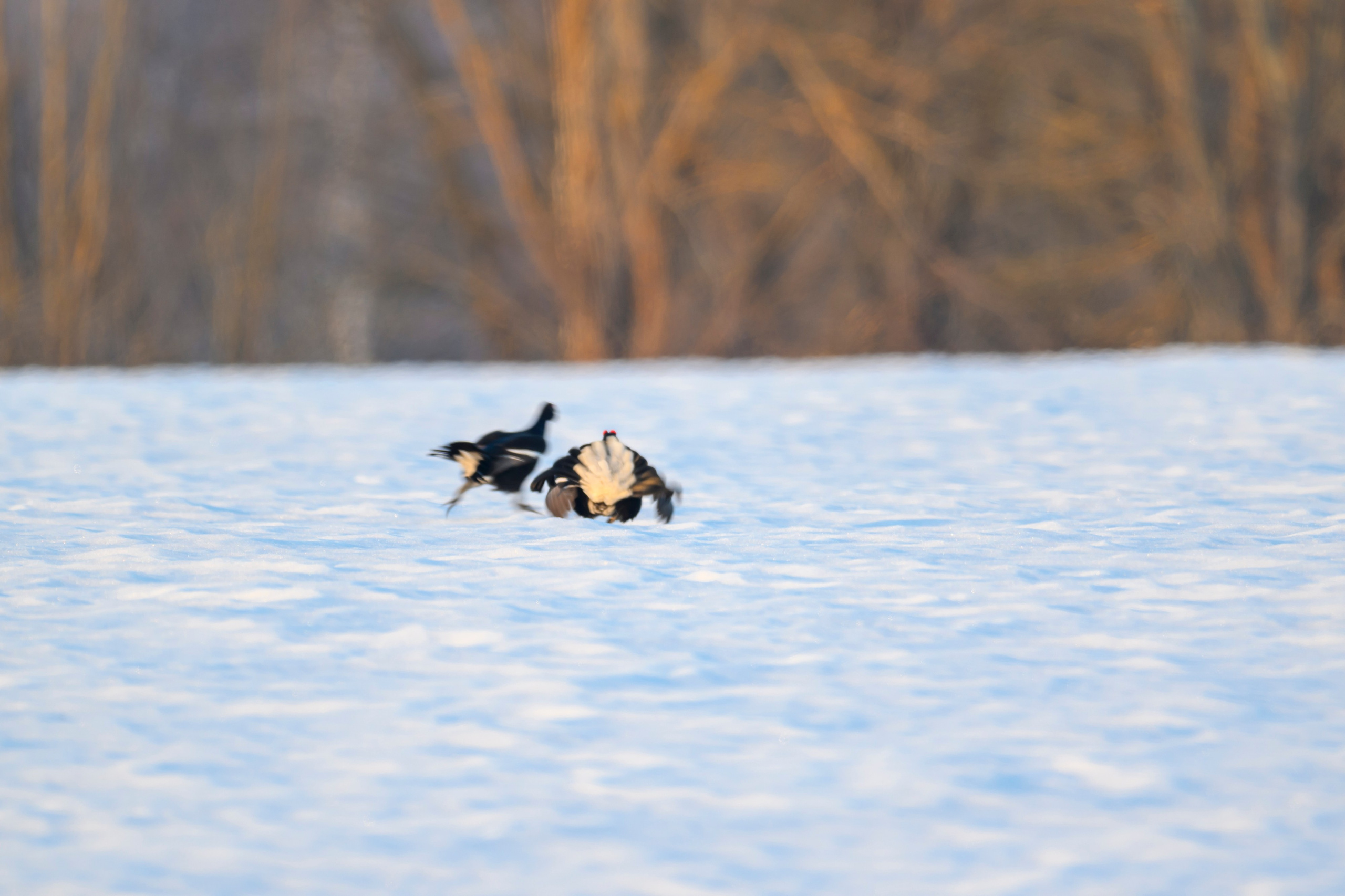 Олени и тетерева. Фотограф Сергей Пупонин