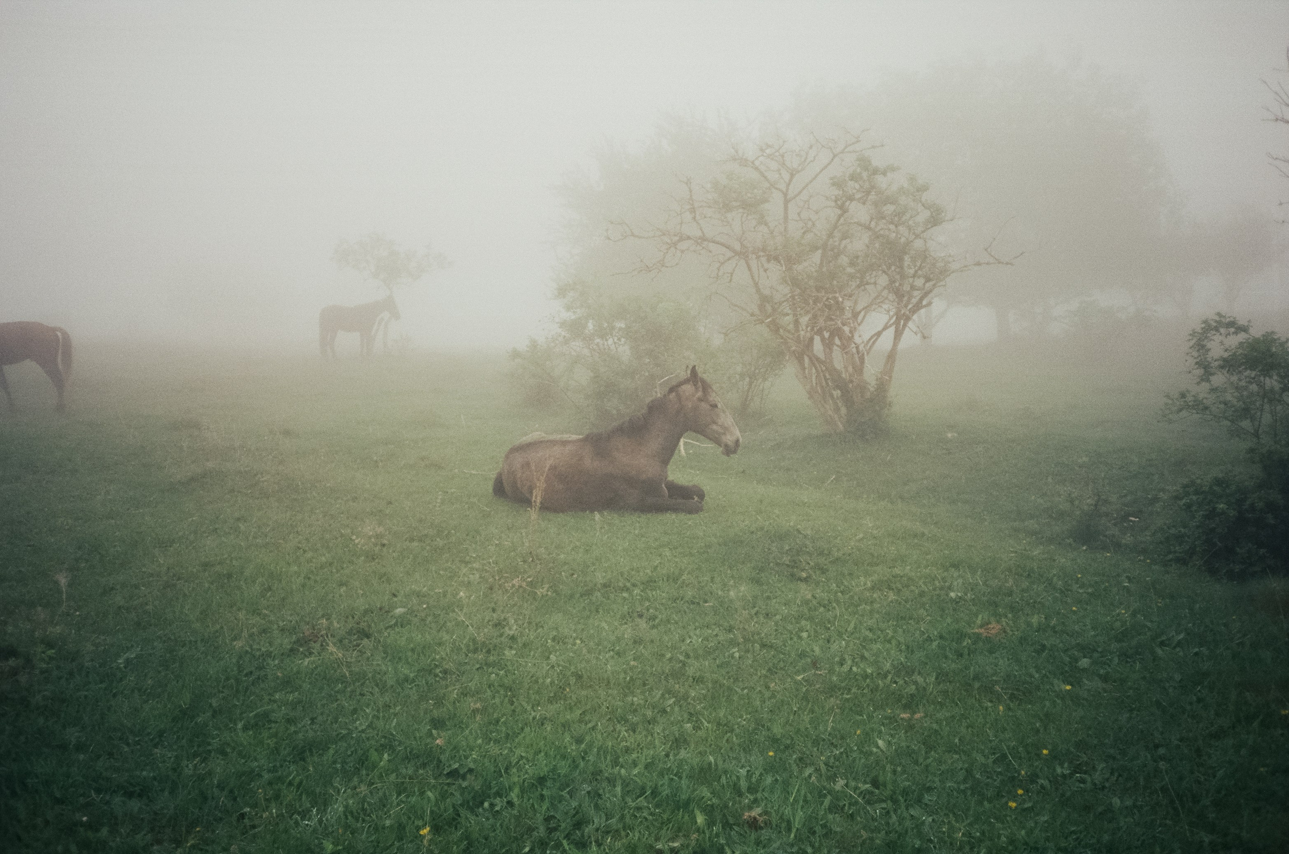 Дорога к Джилы-Су и лошадки в тумане. Фотограф-документалист Мария Осокина
