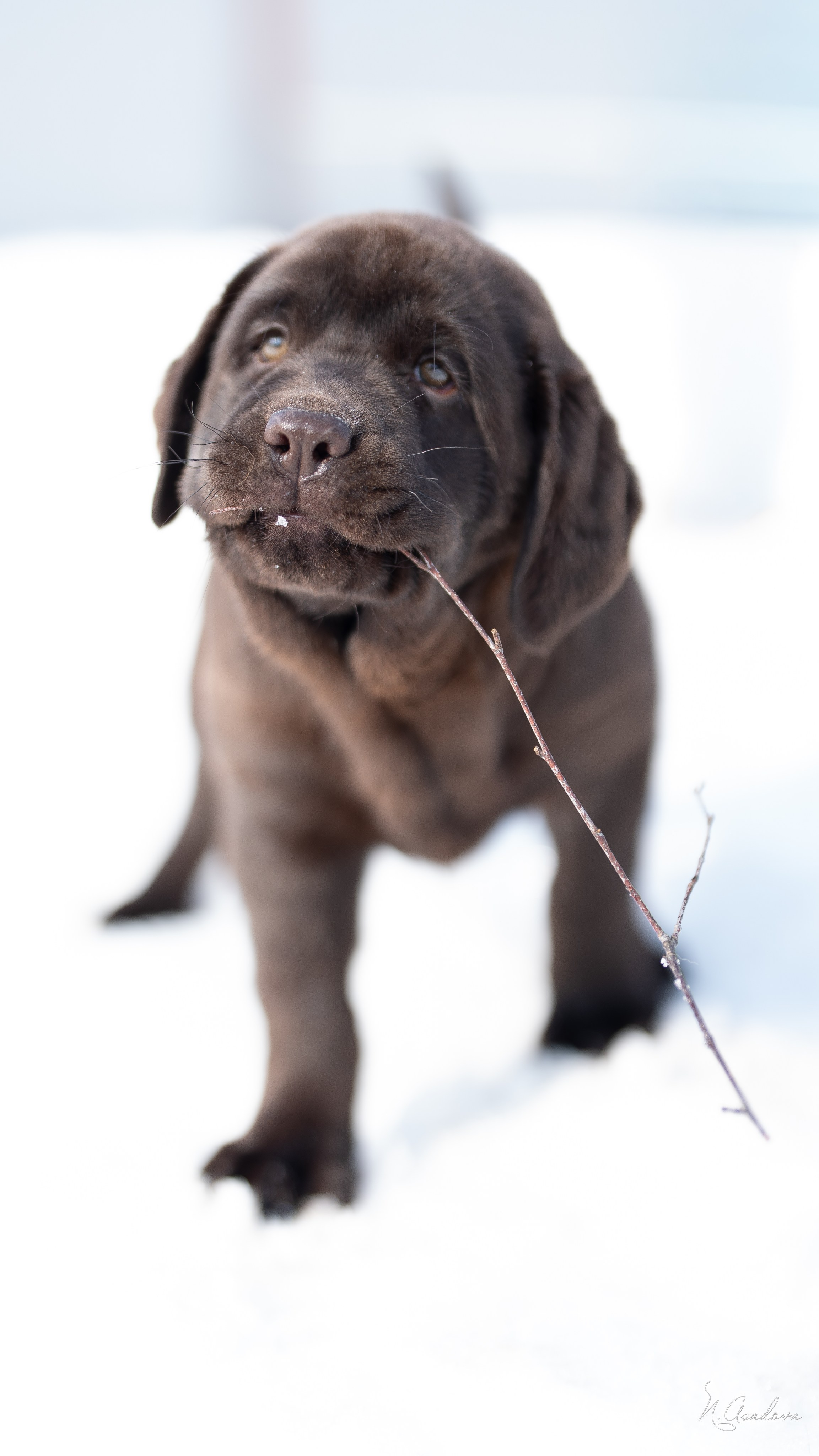 Лабрадор Тейла 2мес. Фотограф-анималист Асадова