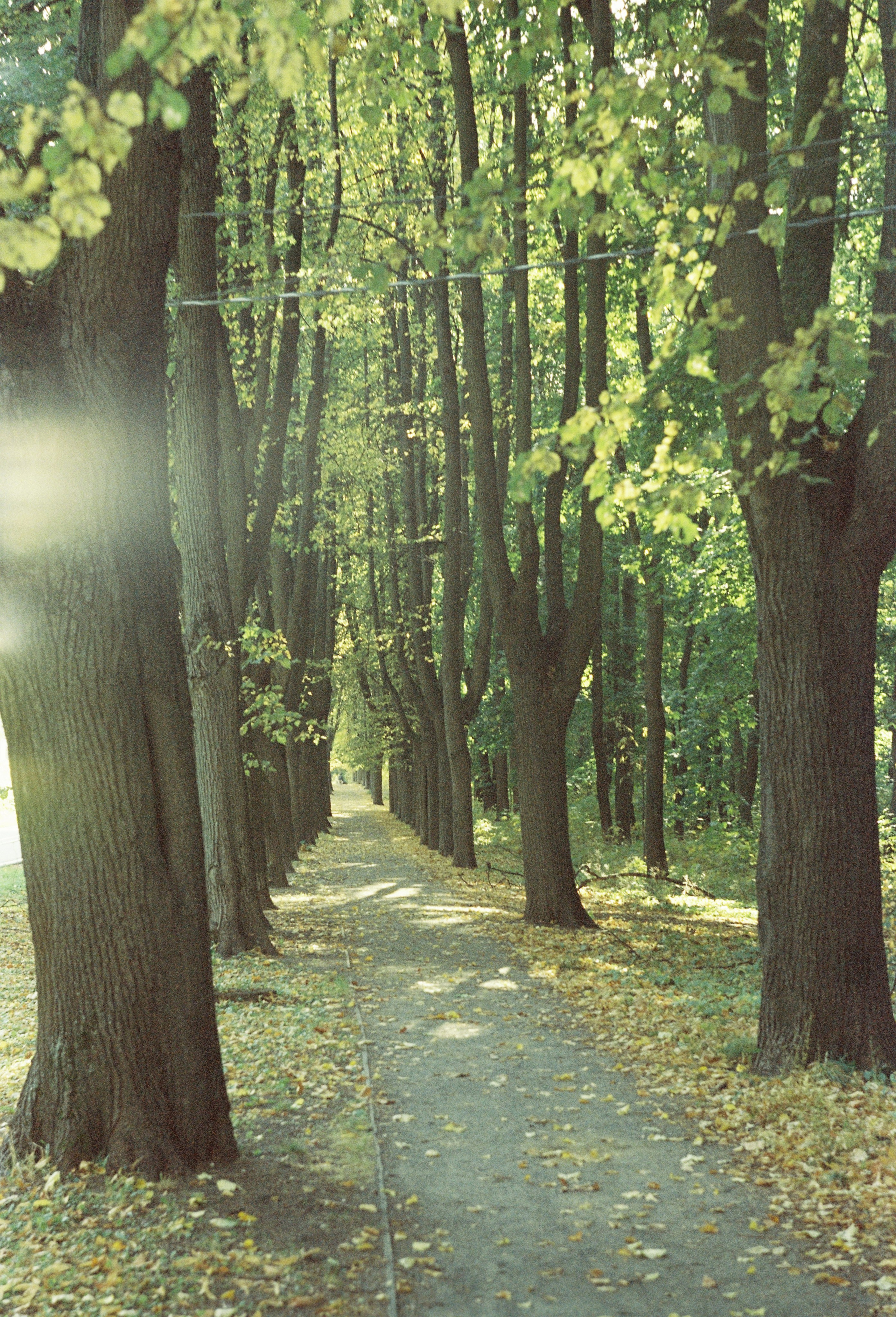 Съёмка на цветную фотопленку. Фотограф в Санкт-Петербурге и Москве Наталья Милли