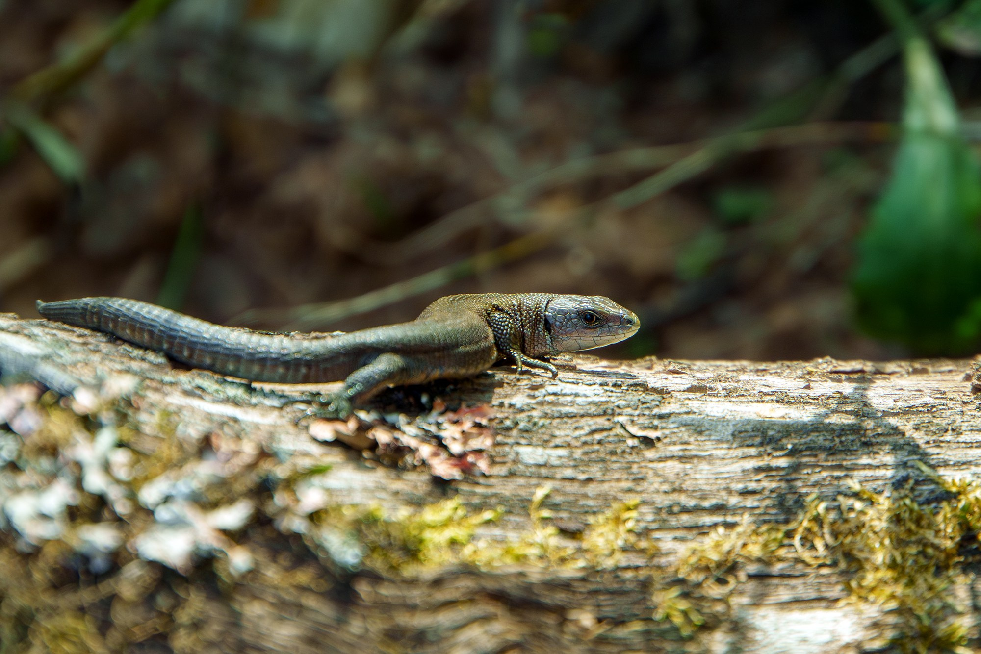 Животные. Ваш личный фотограф Марина Волкова