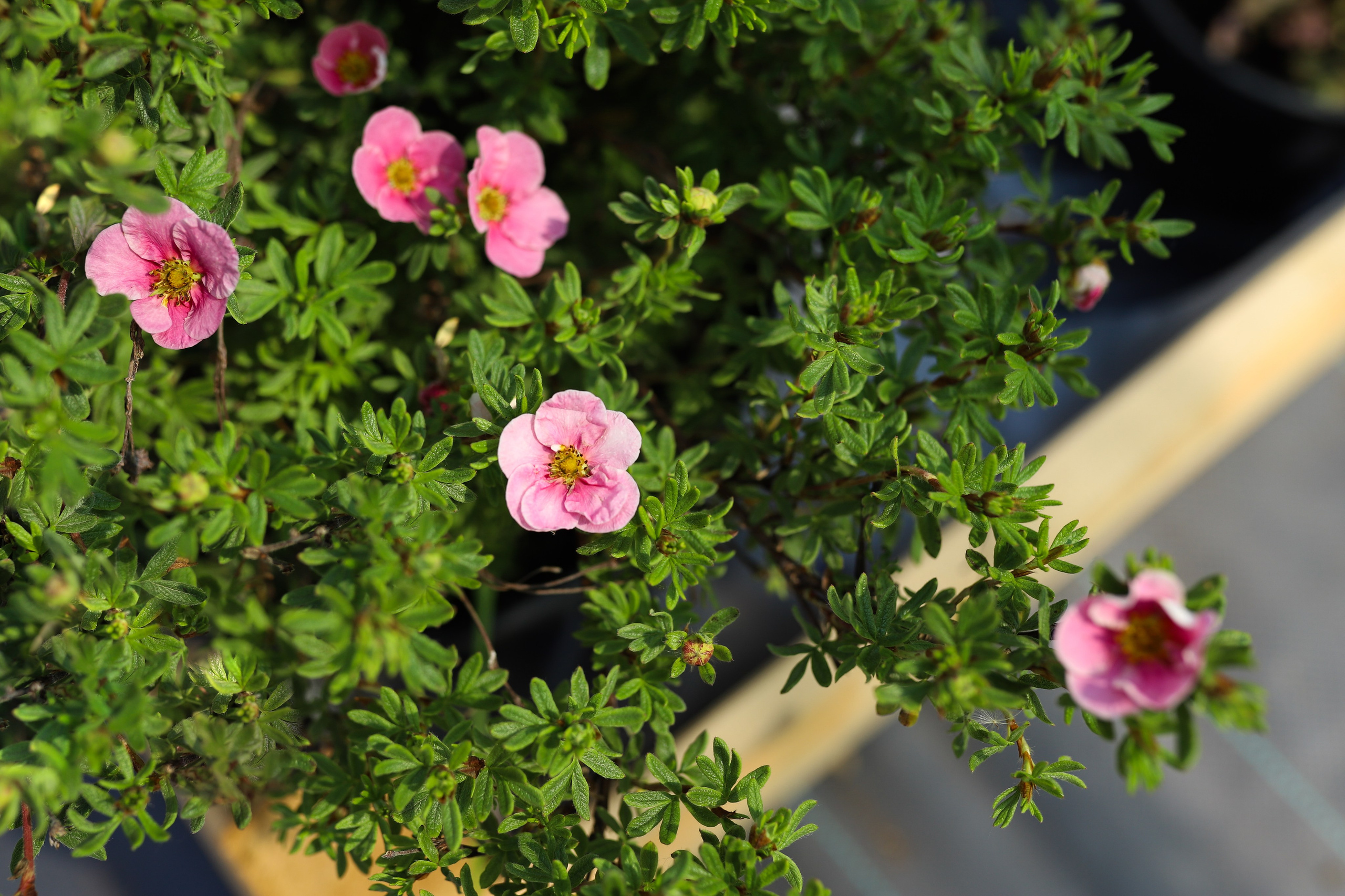 Садовый центр. Фотограф Эмилия Сафиуллина