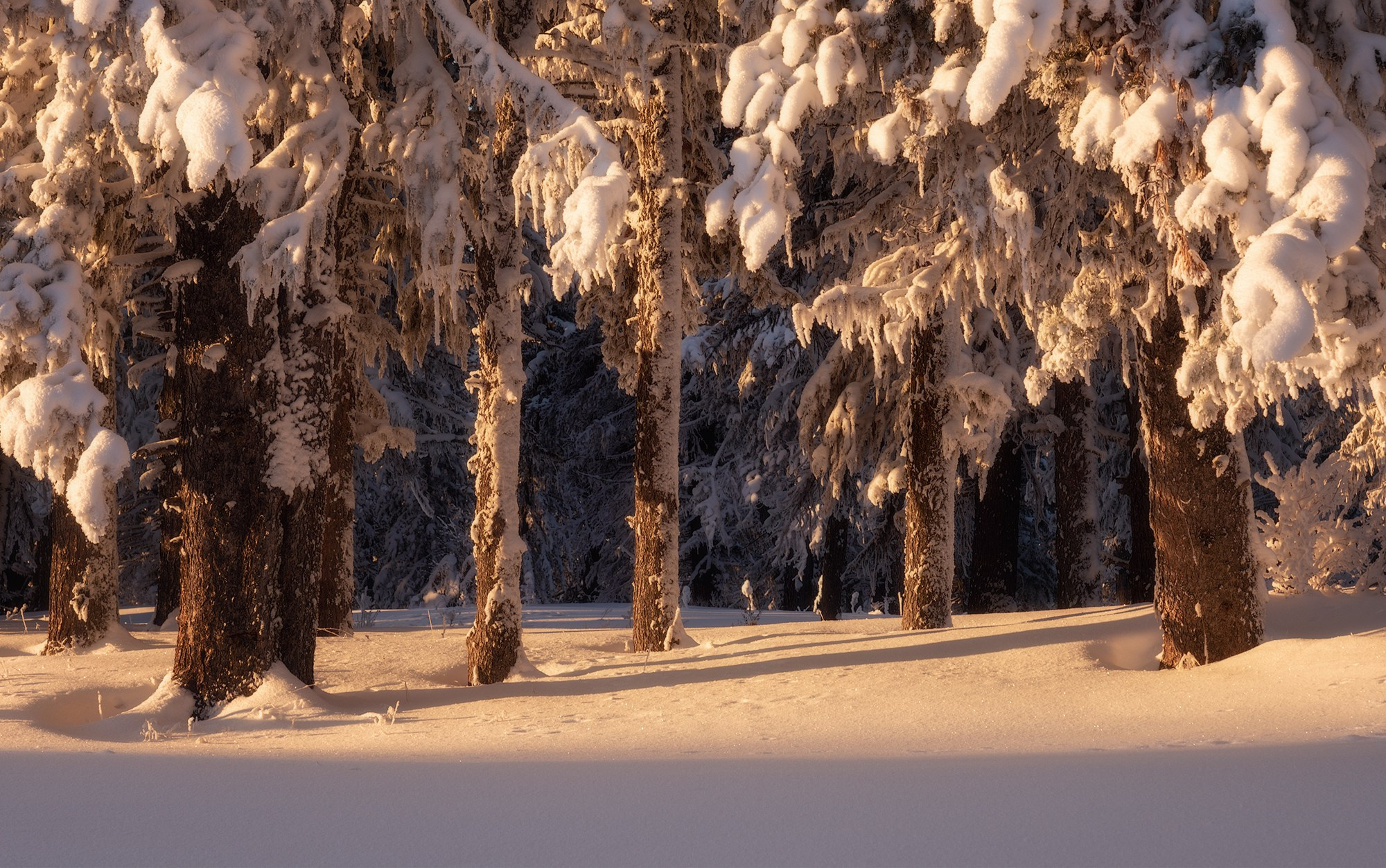 "Под кронами заснеженных кедров". Памятник природы Семинский перевал, январь 2022