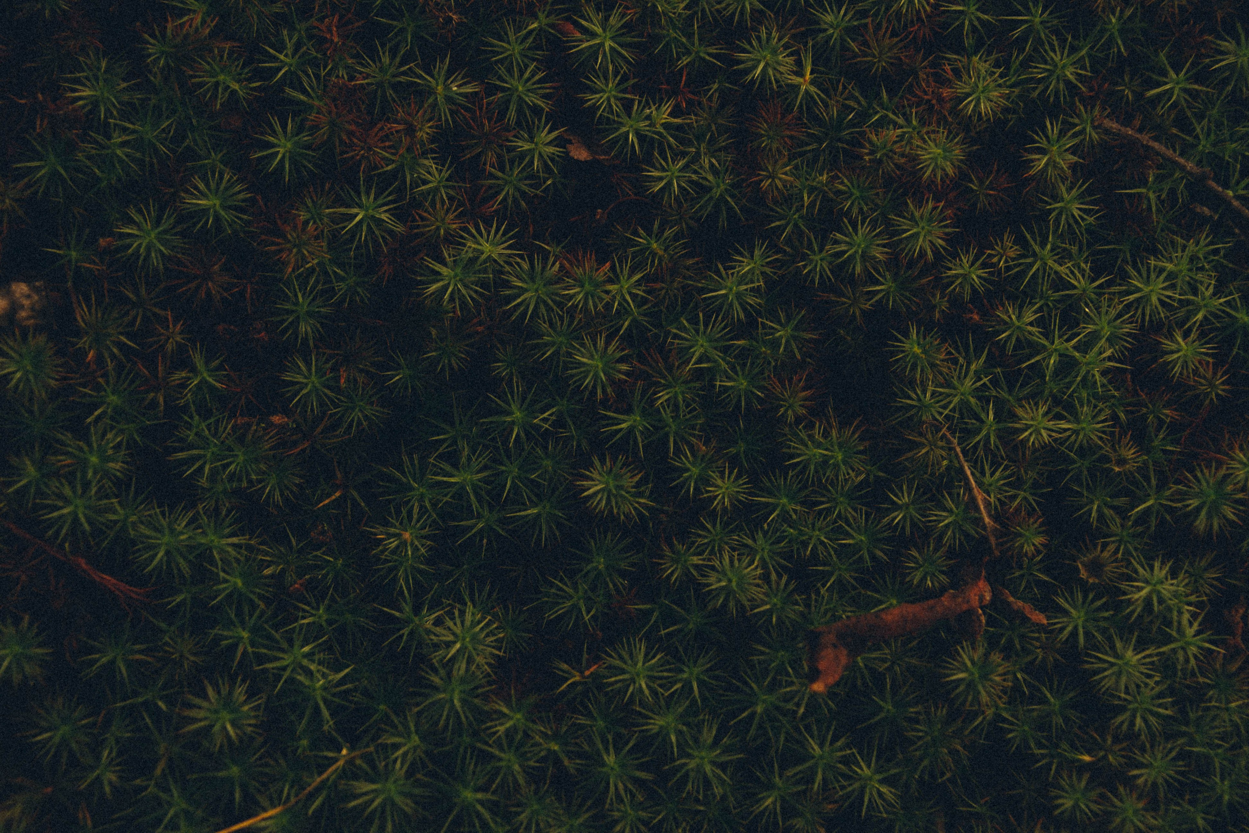 Природа. Darinishna Фэнтези-фотограф Хабаровск