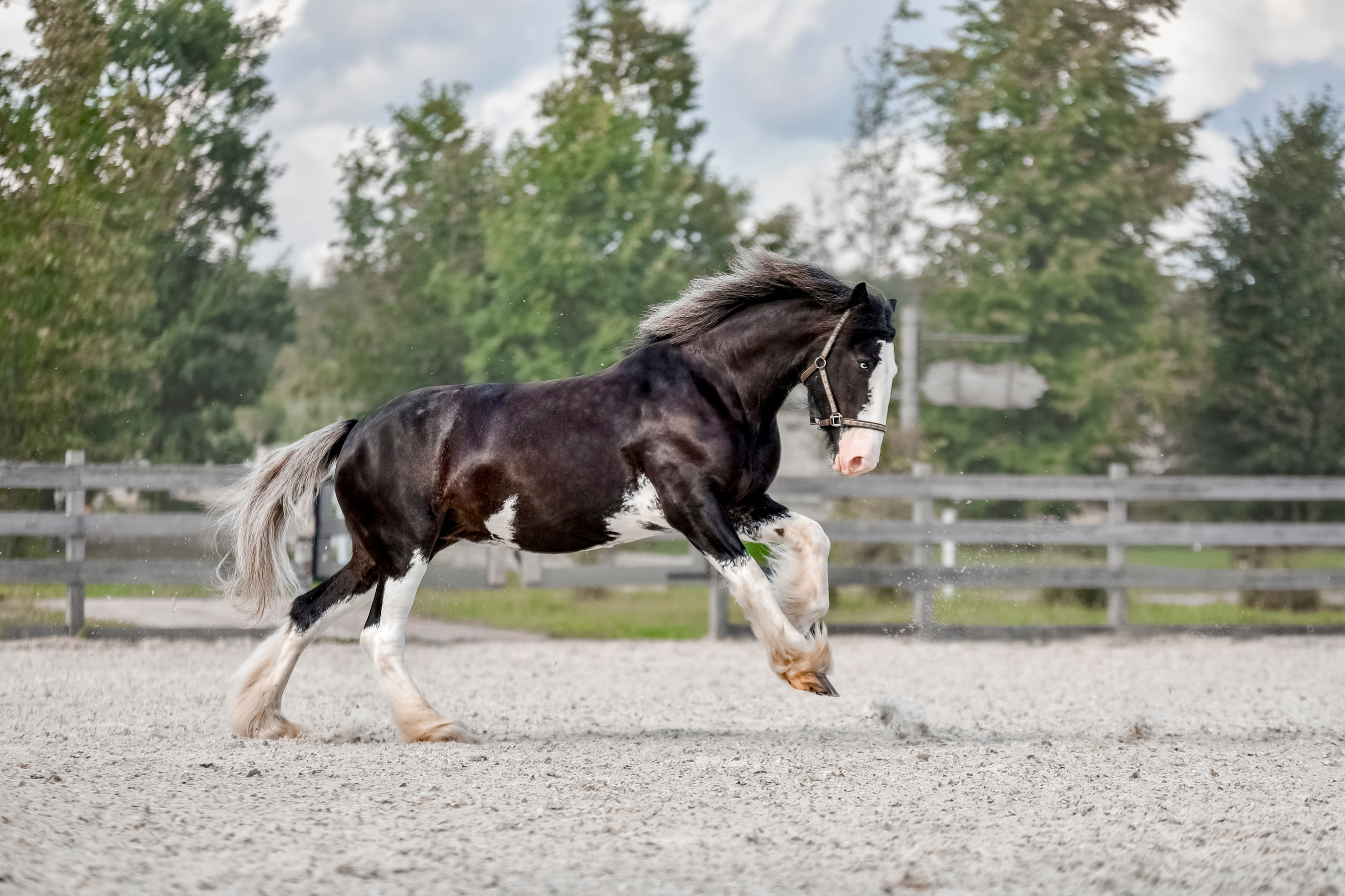 Лошади на свободе, съемка лошадей, экстерьерная съемка, фотосессия