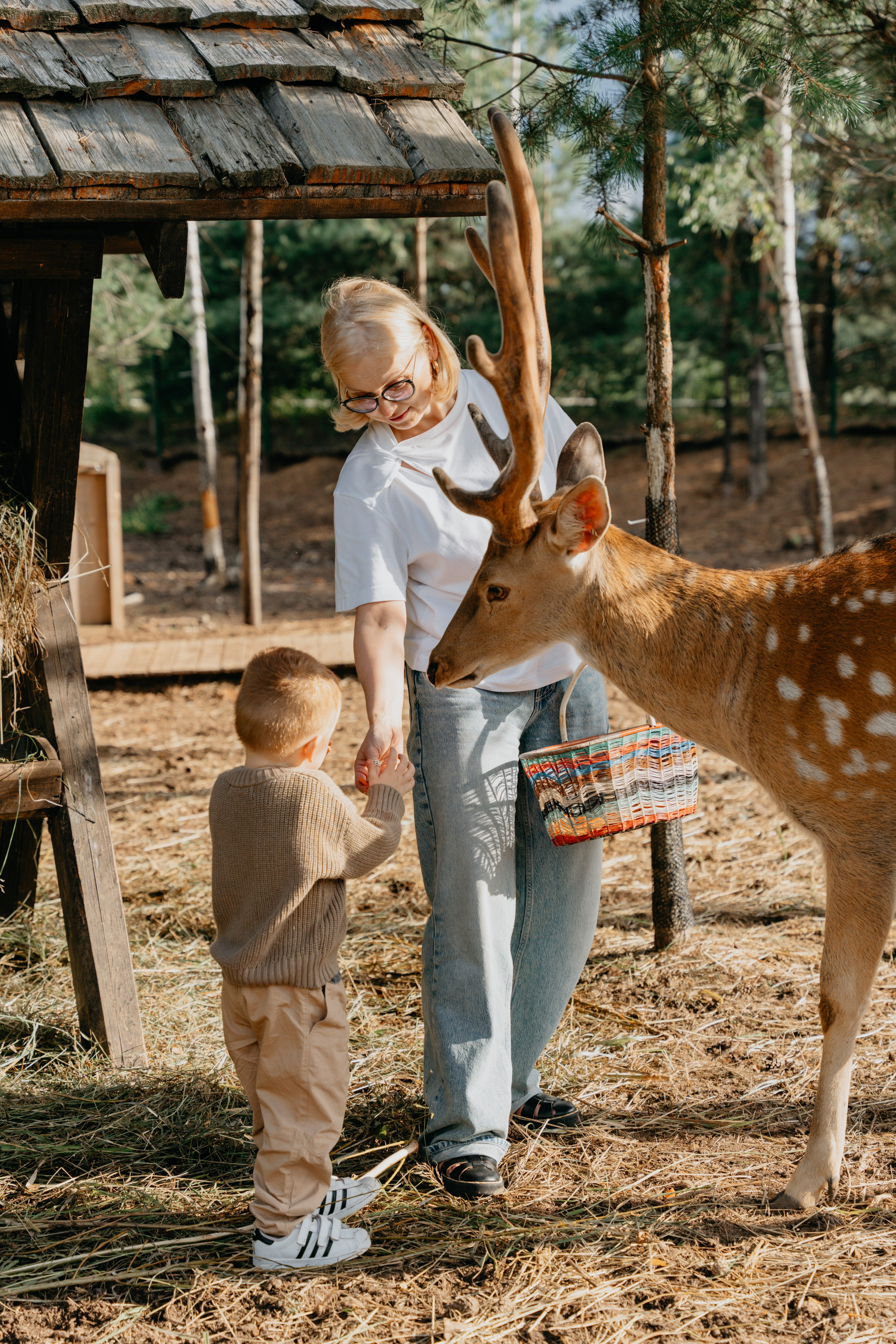 В гости к оленям