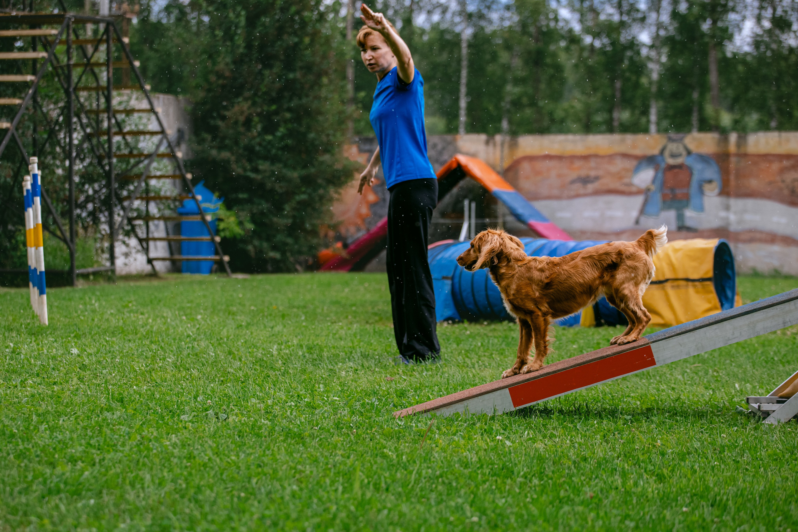 Соревнования по аджилити Долгопрудный 30.06.2025. Фотограф-анималист Татьяна Степанова