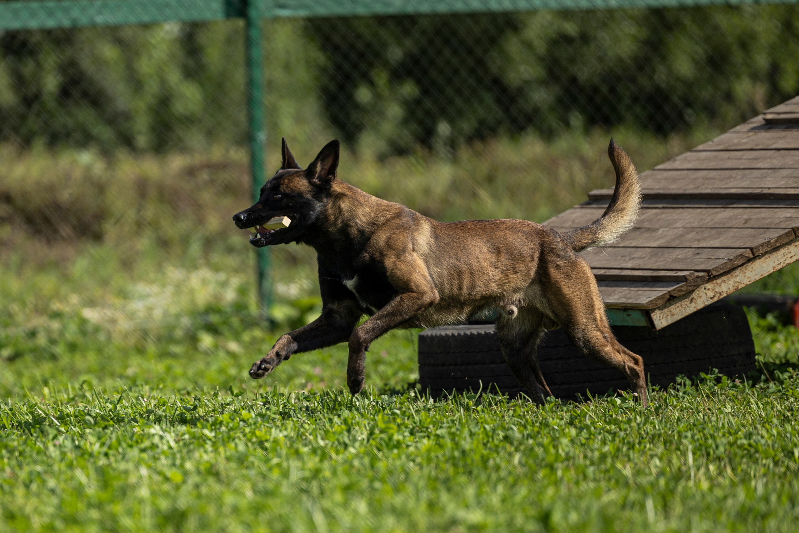 Соревнования по Мондьорингу г. Вологда 10-11.08.2024. Фотограф-анималист Анна Маринич