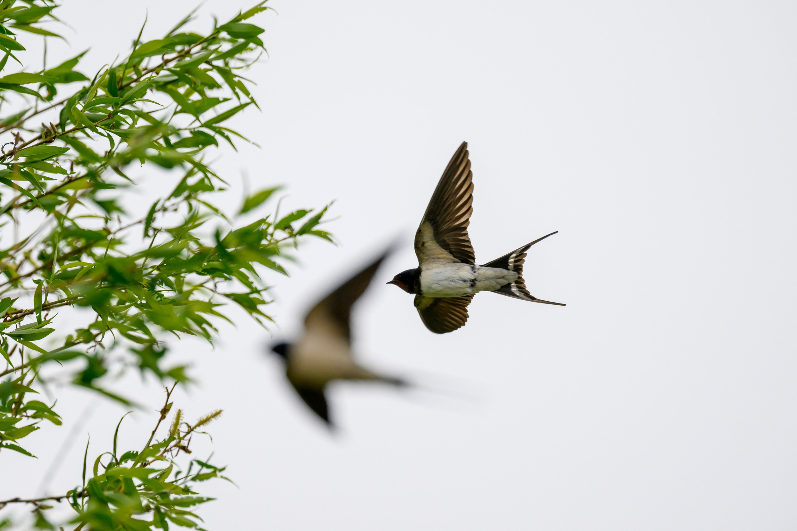 Болотные совы и лунь. Wildlife photography by Sergey Puponin