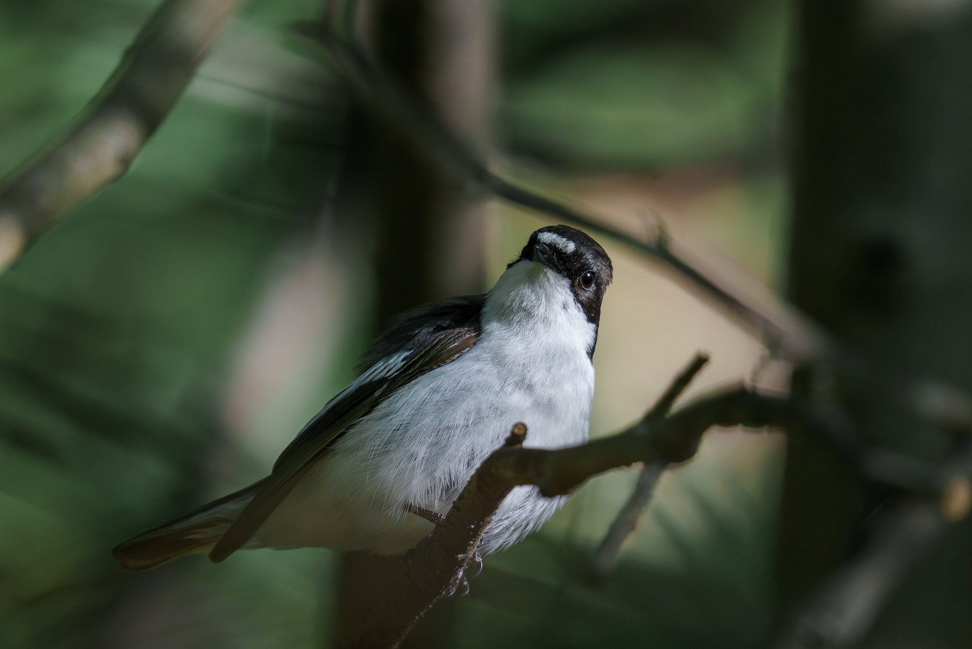 Удивительные мир птиц. Вокруг нас столько прекрасного — присмотритесь!. Ваш личный фотограф Марина Волкова
