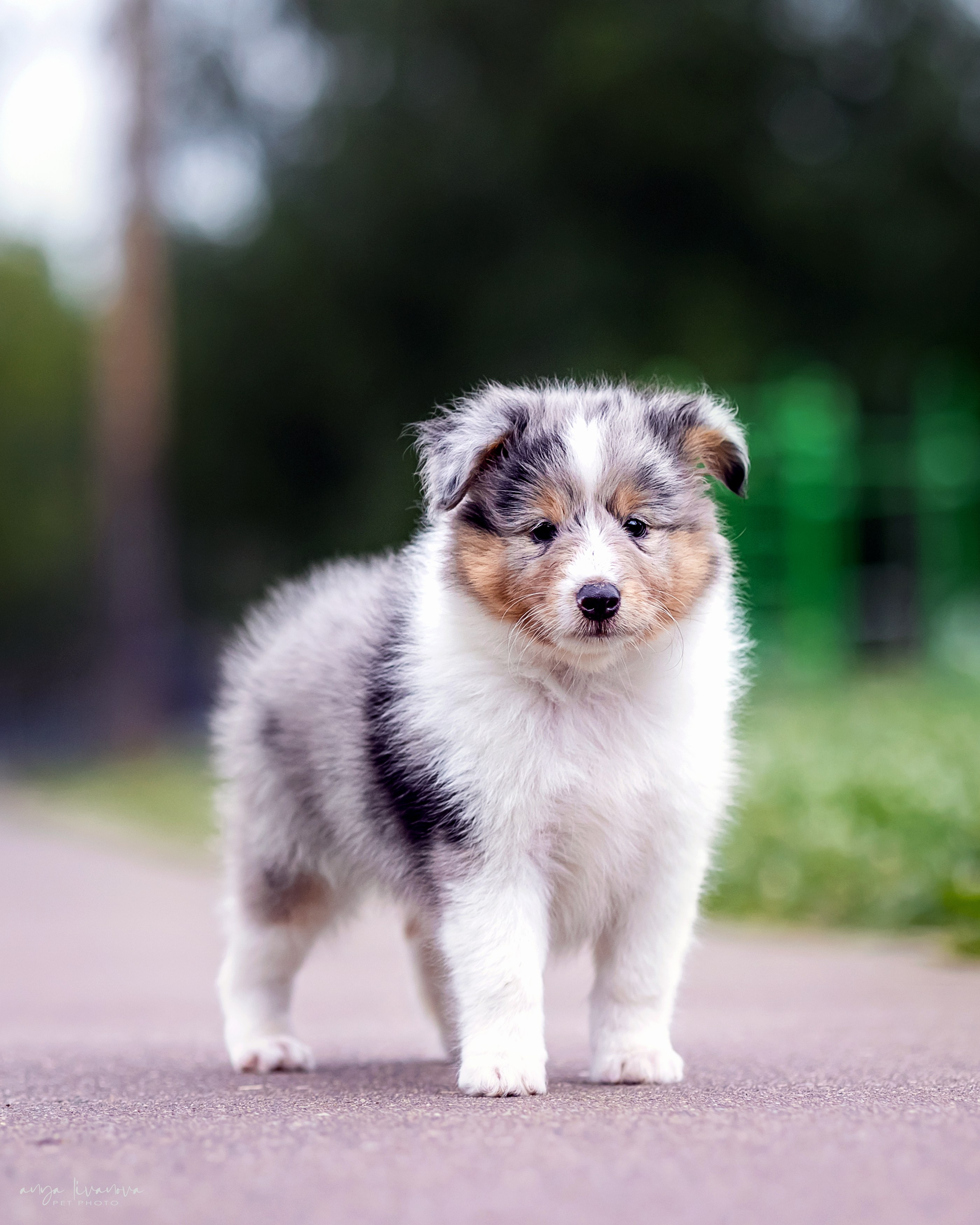 Шелти. Фотограф анималист Аня Ливанова | Рыбинск